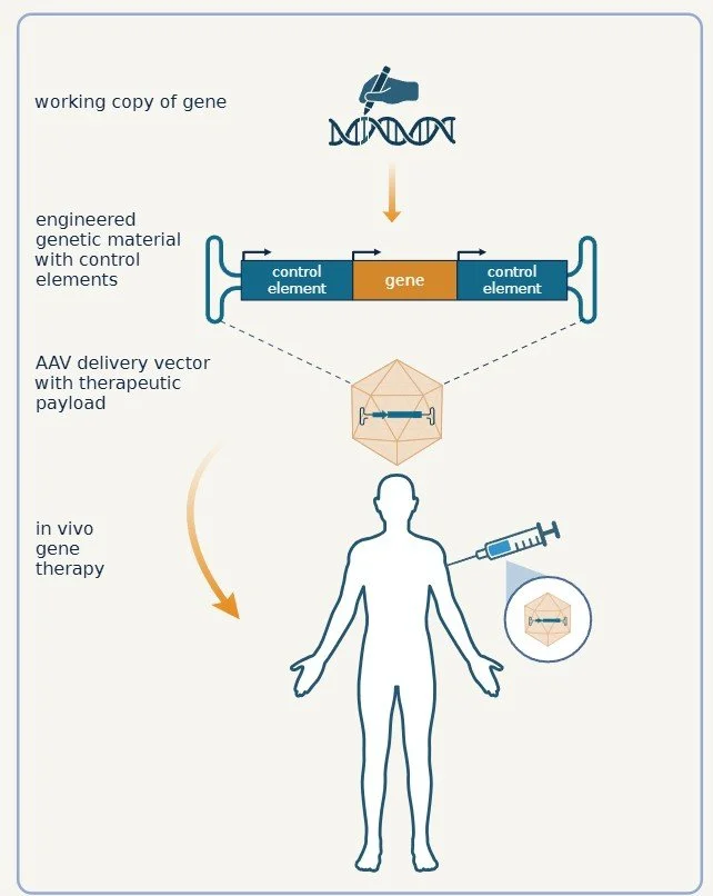 Diagram illustrating gene therapy process shows a DNA strand with a working gene, engineered genetic material with control elements, an AAV delivery vector with therapeutic payload, and a human figure receiving an injection of the therapy.