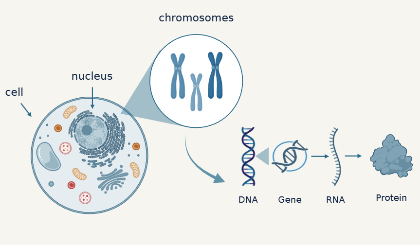 Diagram of a cell showing chromosomes, nucleus, and process of DNA to protein synthesis, including DNA, gene, RNA, and protein.