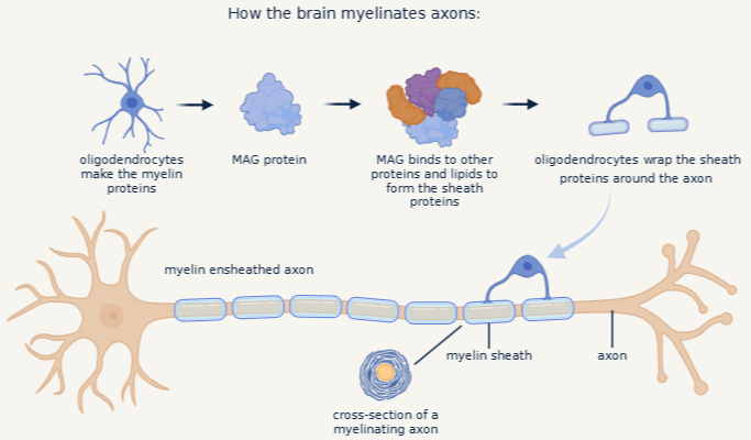 Diagram illustrating how the brain myelinate axons, showing the roles of oligodendrocytes, MAG protein, myelin sheaths, and axons.