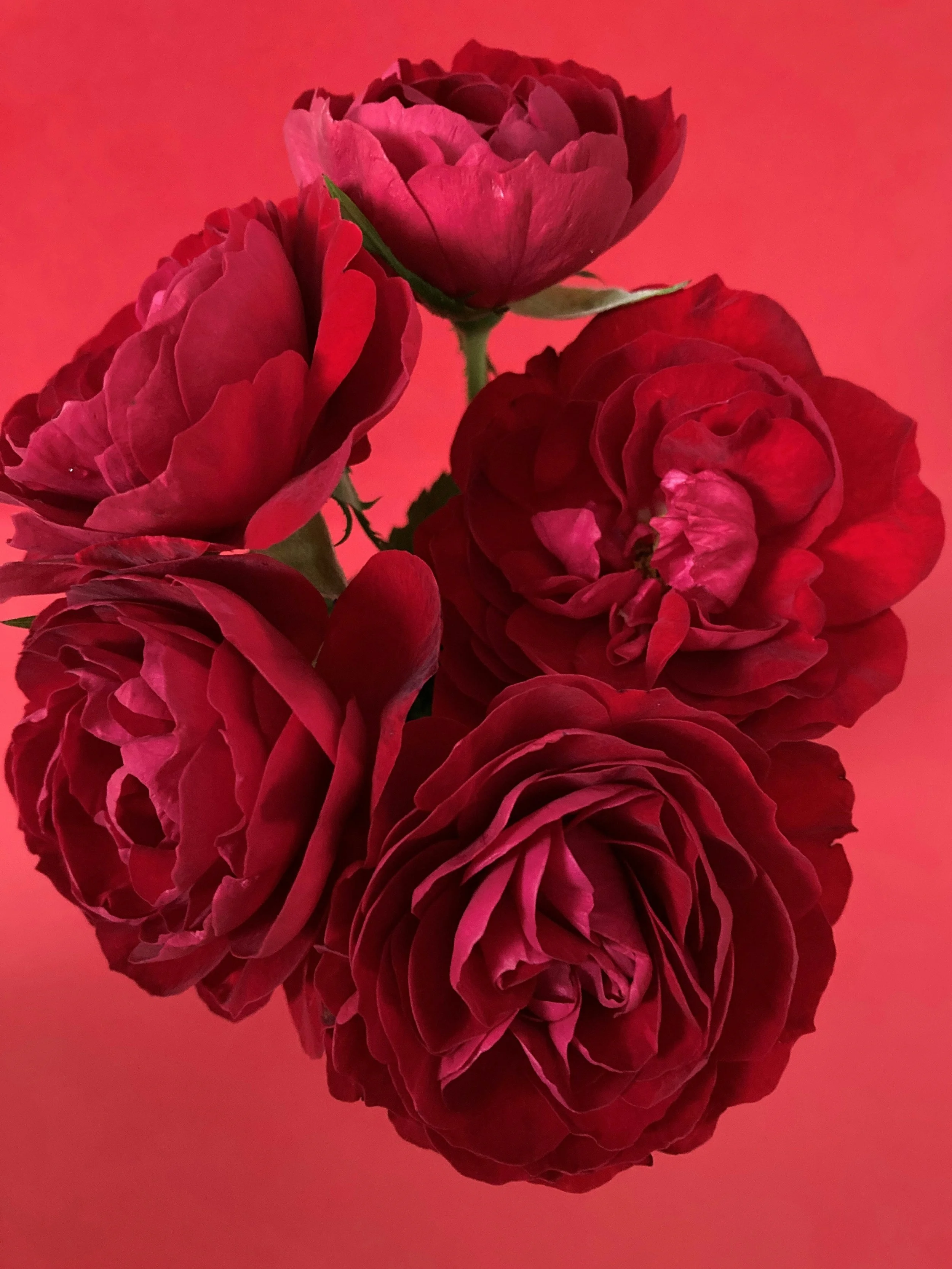 Two red roses with green stems and leaves, reflected on a shiny surface against a red background.