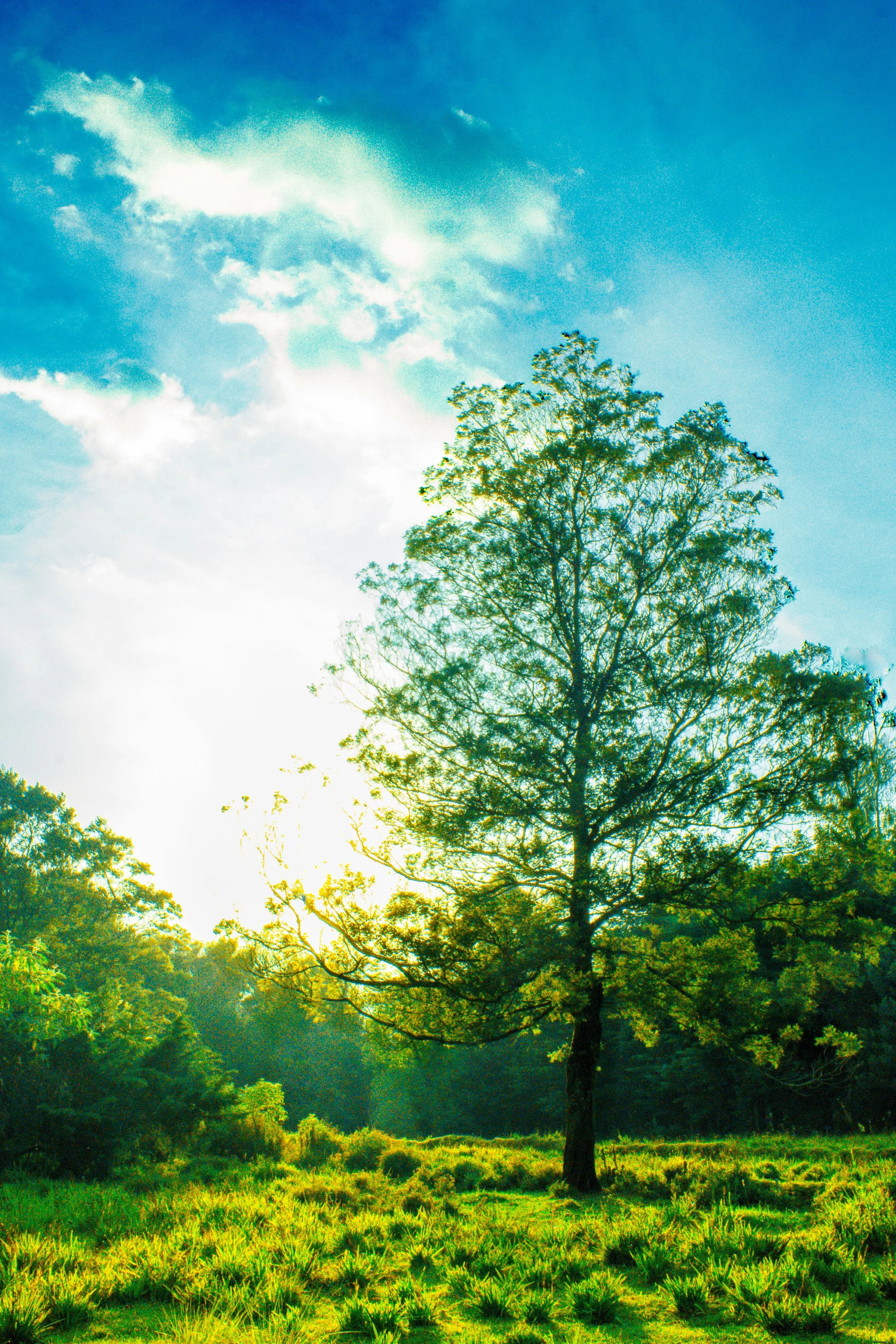 A large tree with many branches stands in a grassy field, sunlight shining through its leaves, with a blue sky and clouds above.