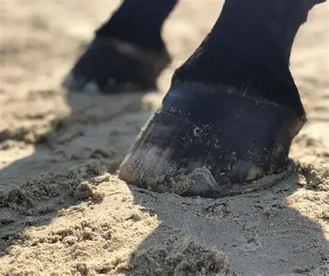 Ein Pferd tritt in den Sand, mit sichtbarem Huf und Hufeisen.