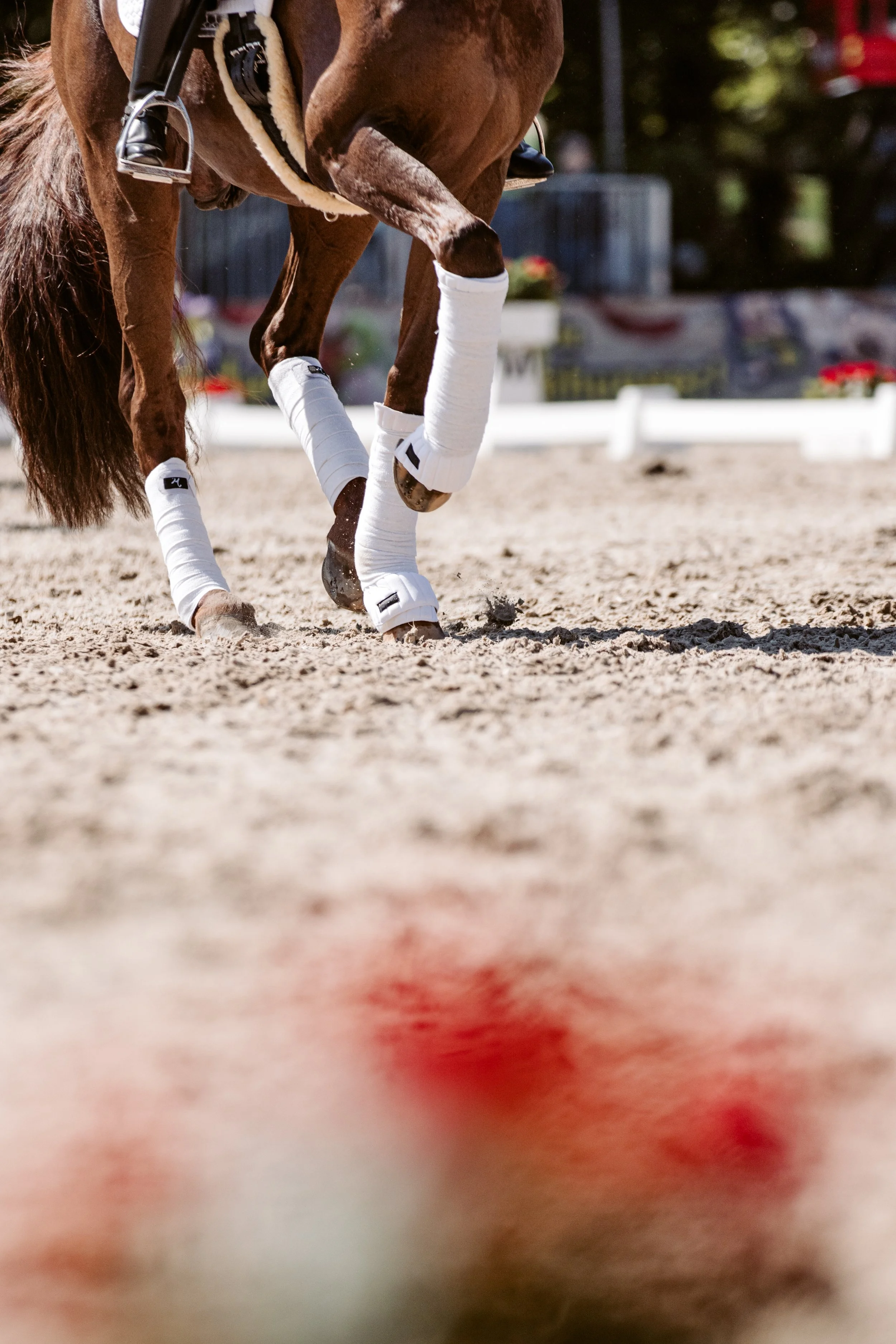 Nahaufnahme eines Pferdes mit weißen bandagierten Beinen auf einem Sandplatz bei einem Springreitturnier.