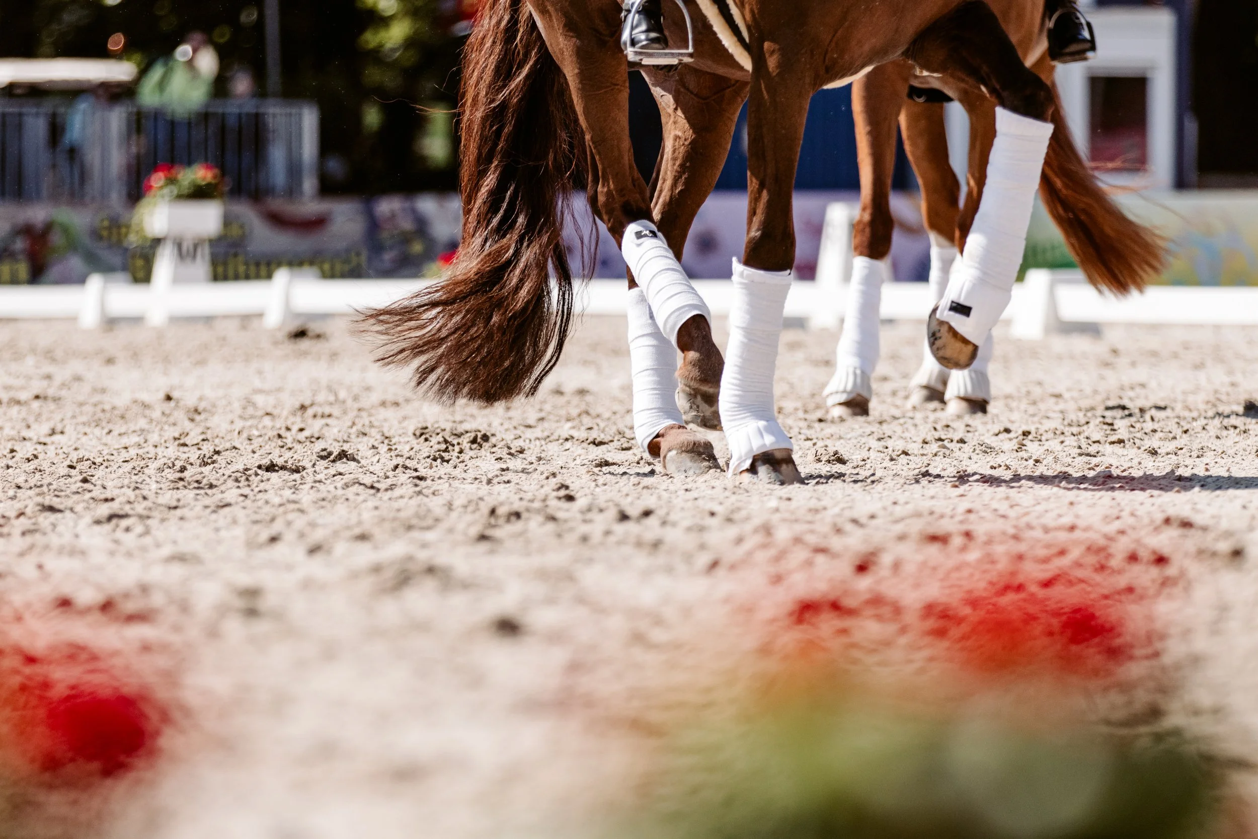 Pferd mit weißen Bandagen an den Beinen, im Reit- oder Dressurtraining auf einem Reitplatz.