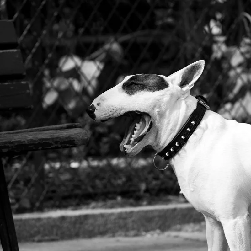 des chiens noirs et blancs 😉