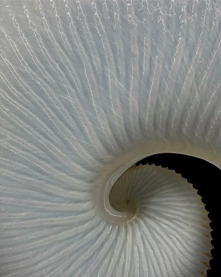 Close-up of a seashell's spiral interior showing ridges and texture.