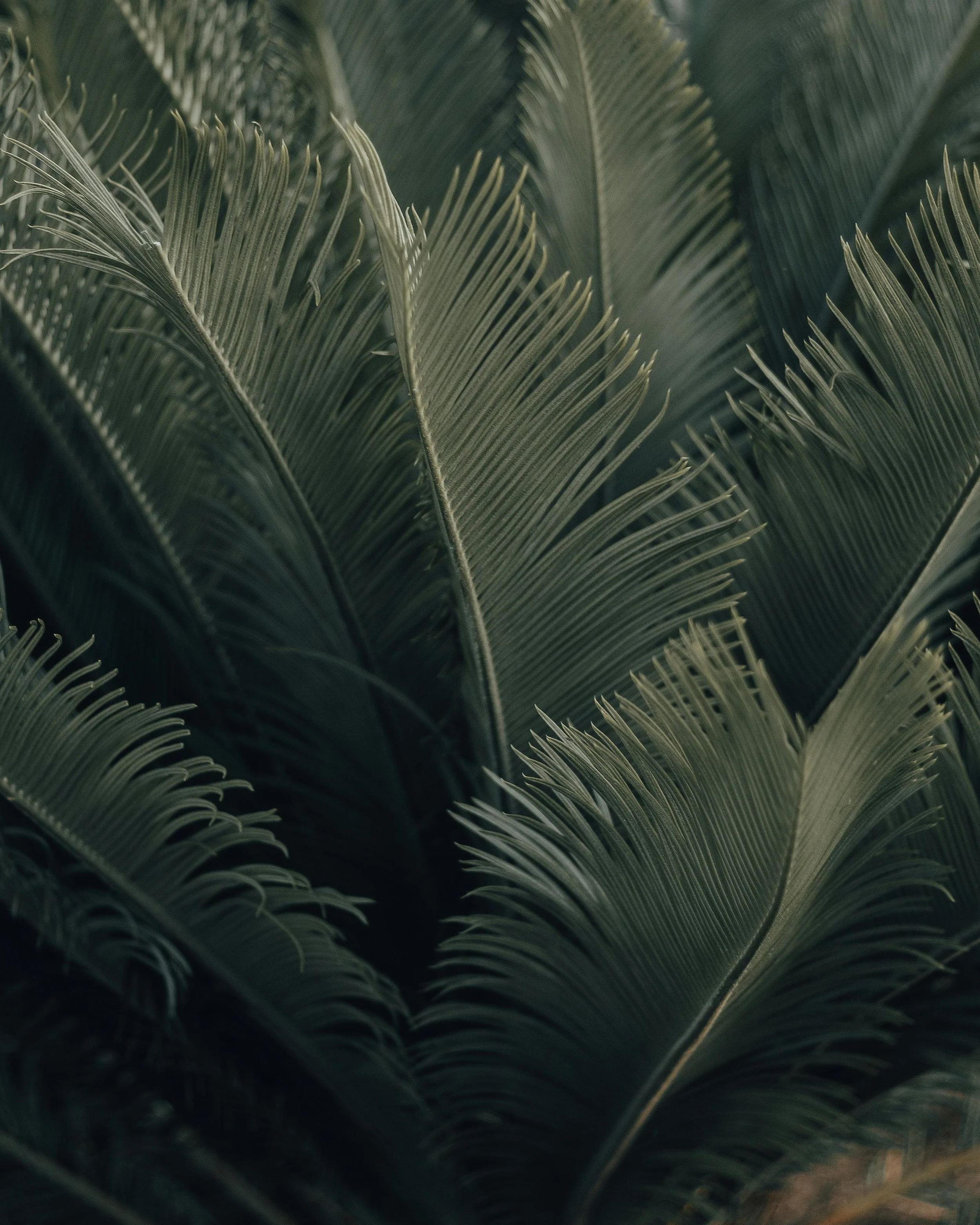 Close-up of palm fronds with detailed leaf texture and dark green tones