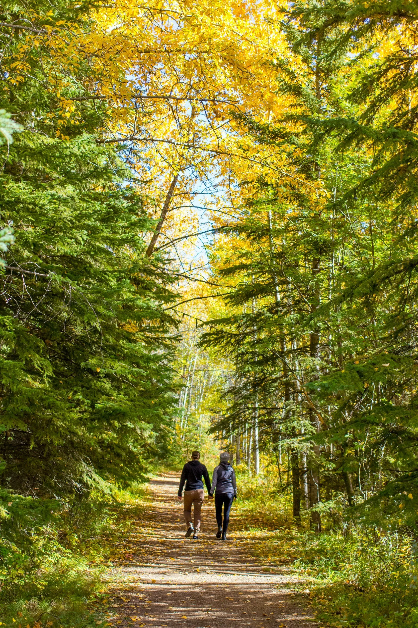 Natuurcoaching - Vertragen, voelen en richting vinden in de natuur