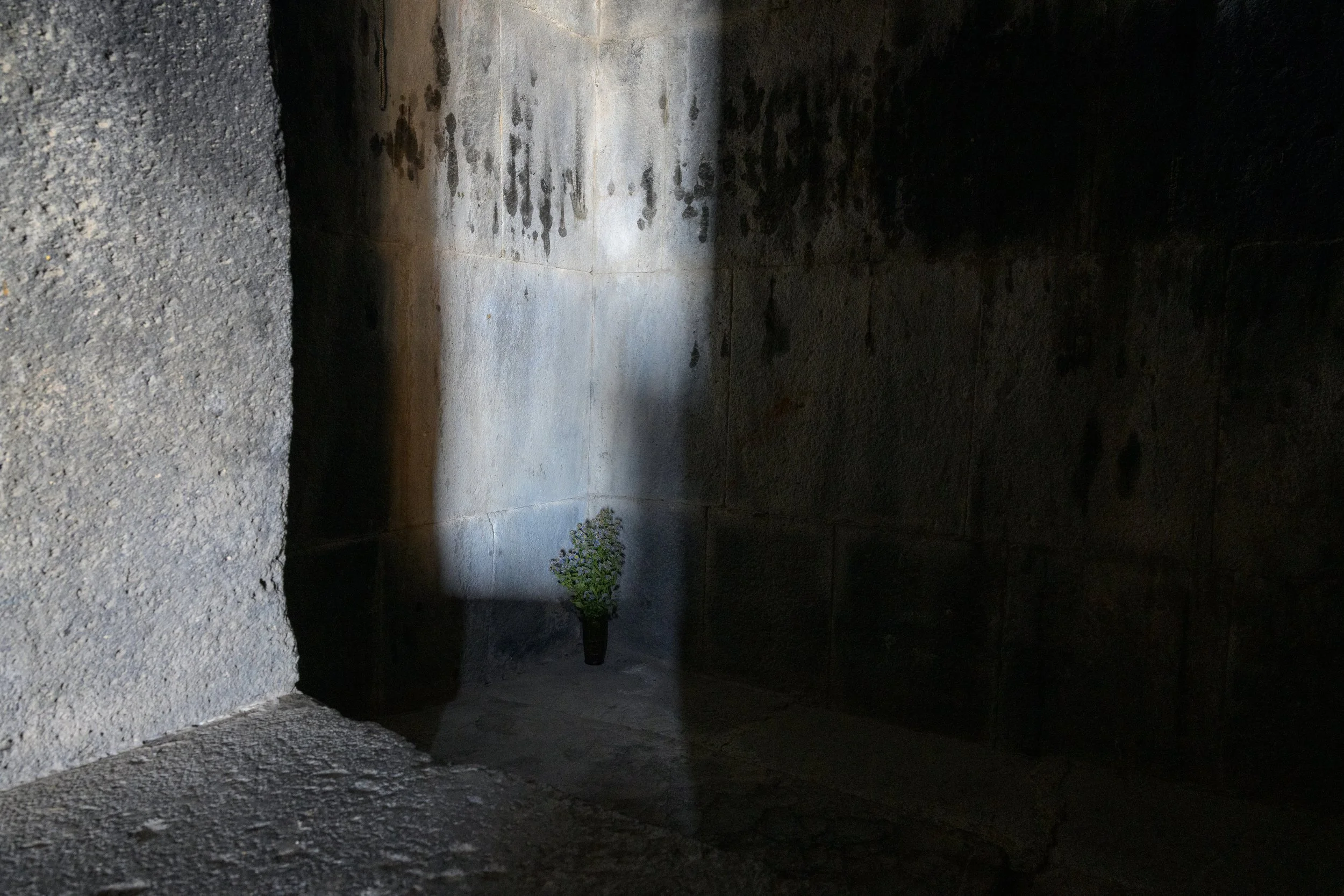A small potted plant with green leaves in a corner of a dark, stone-walled room, illuminated by a beam of light.