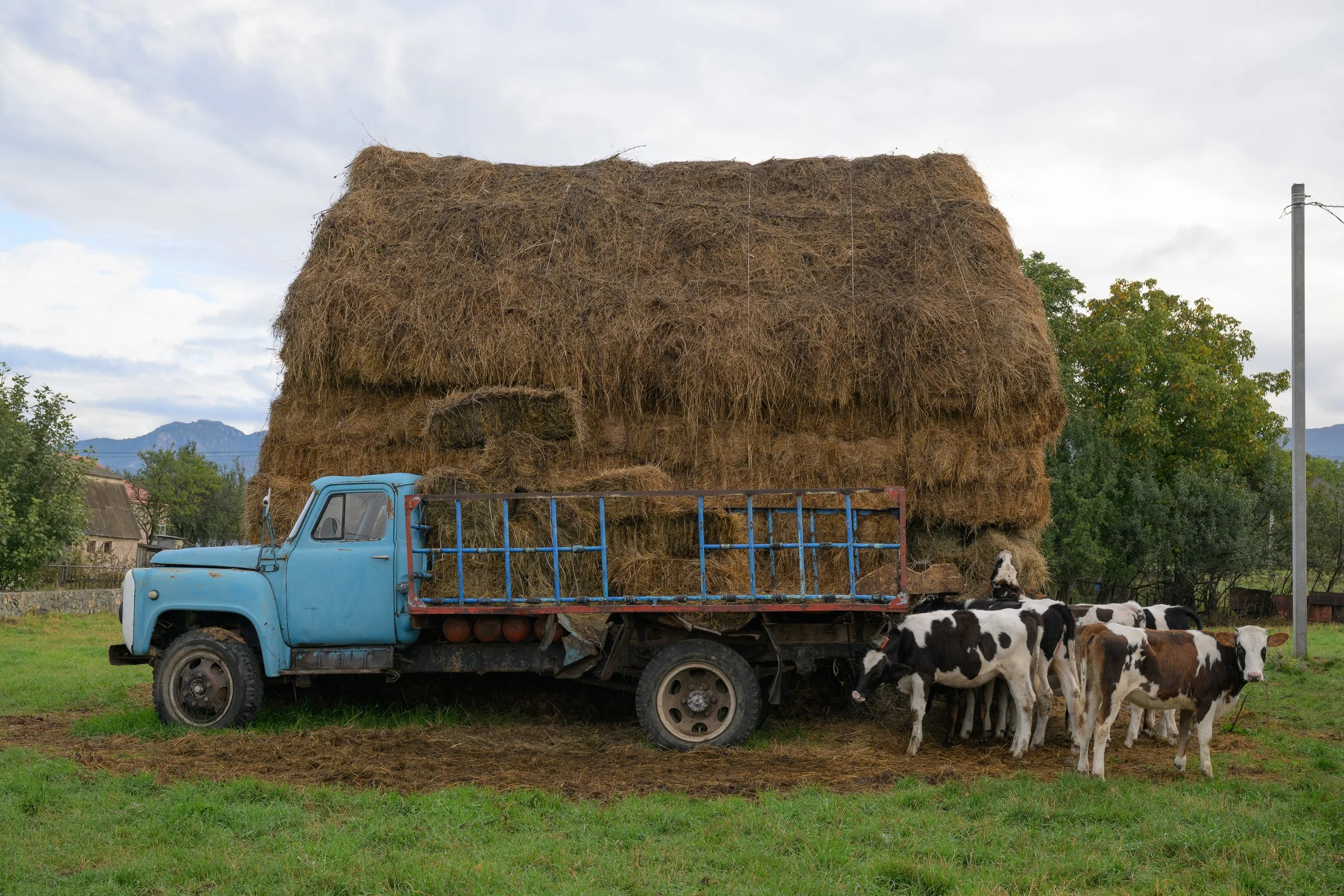A blue truck loaded with large hay bales, with a group of black and white and brown and white cows grazing nearby in a grassy field.