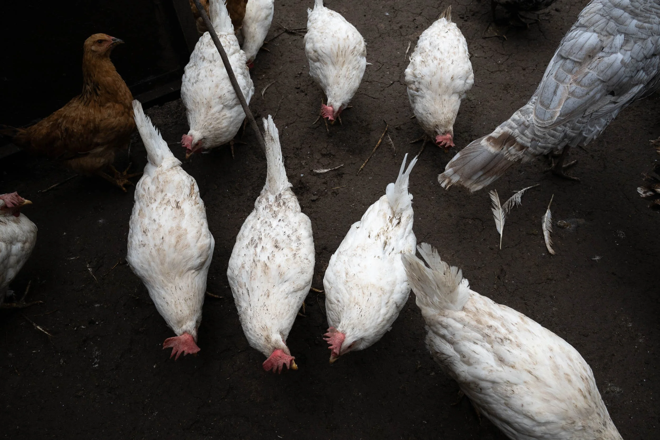 Group of white chickens and one brown chicken on dark soil ground.