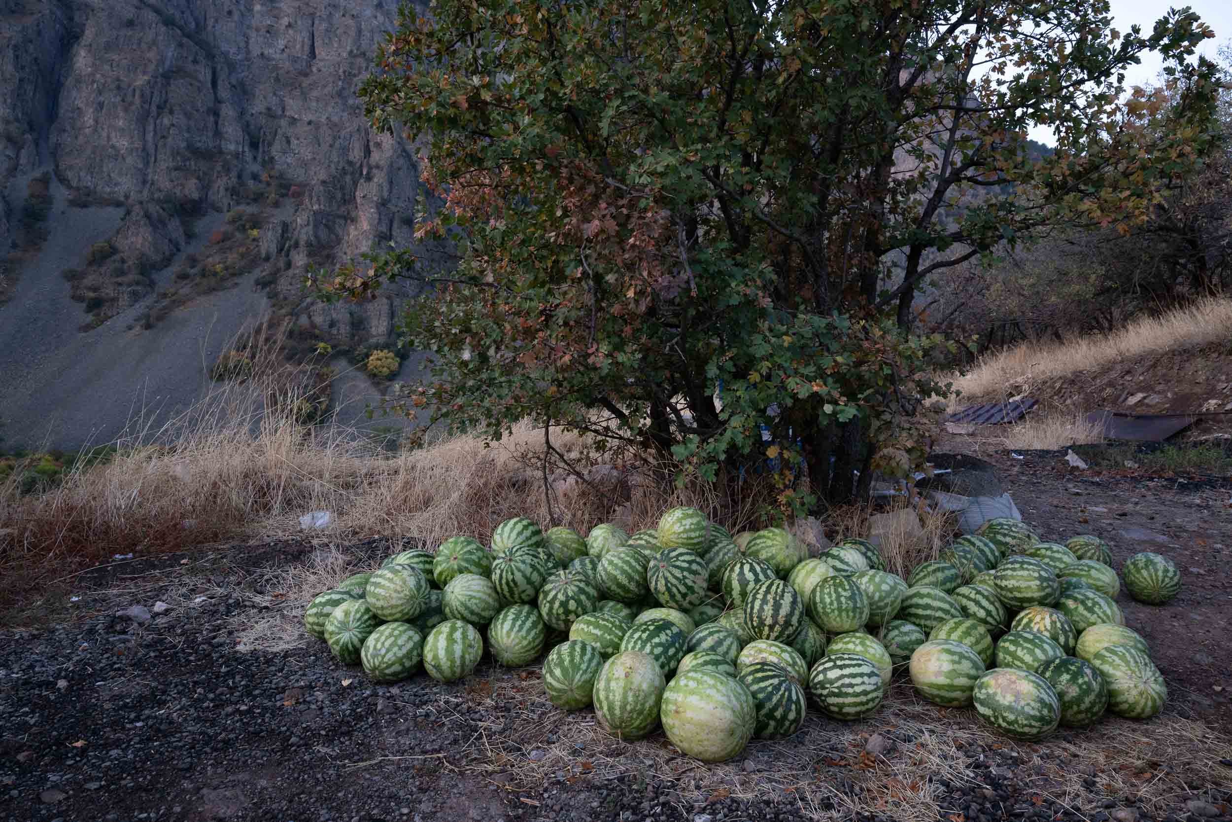Pile of watermelons on dirt ground with a tree and rocky hillside in the background.