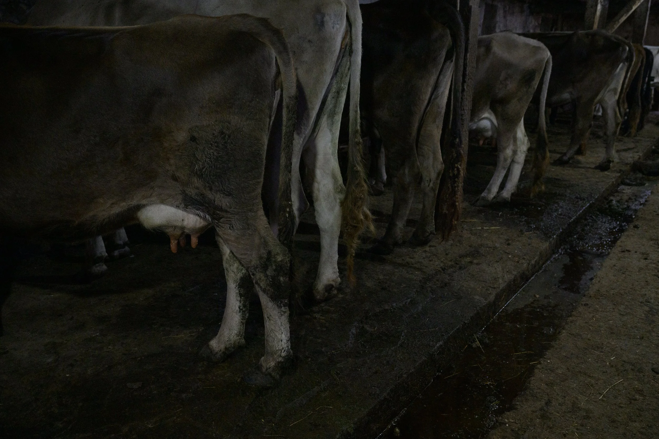 A row of brown and white cows standing in a dark barn, with their hindquarters visible, feeding from a trough filled with water or feed.
