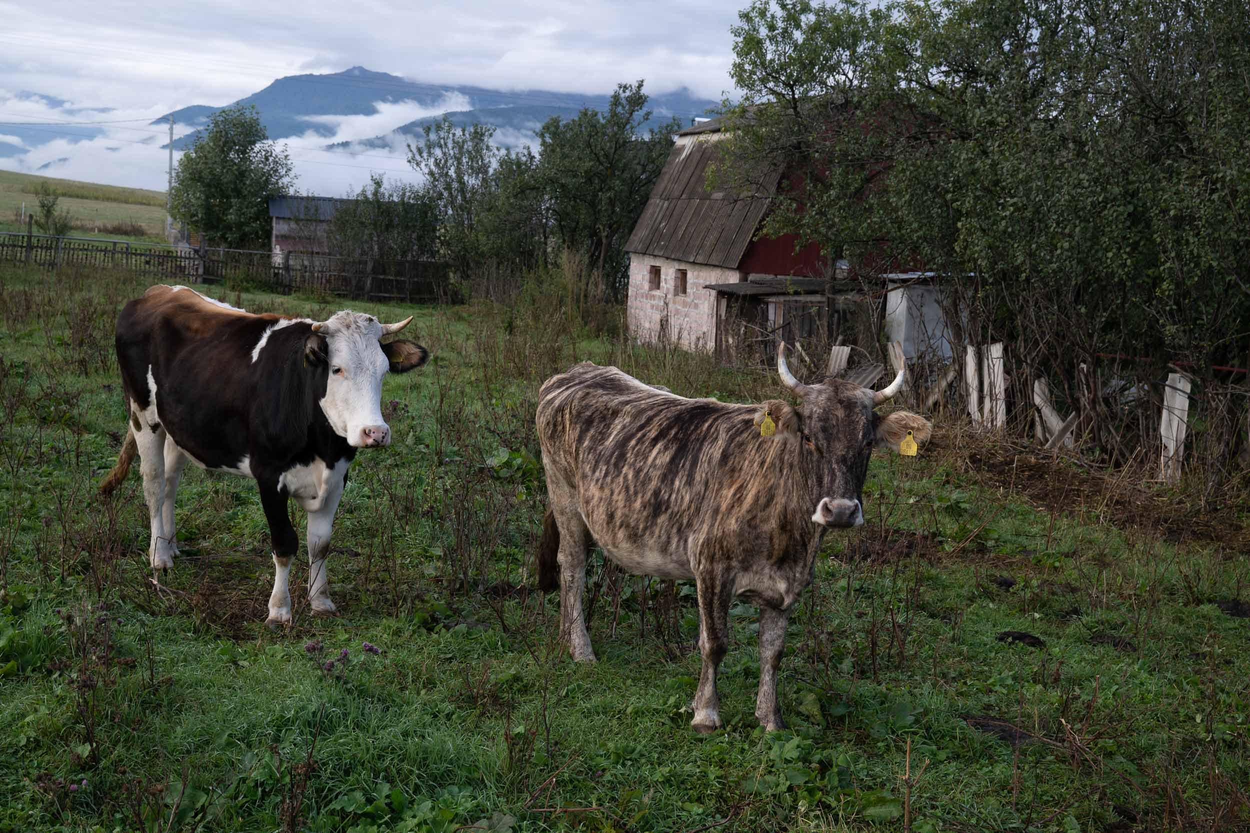 Two cows, one black and white and the other brown and gray, standing on grass in front of a farm with trees, a house, and mountains in the background.