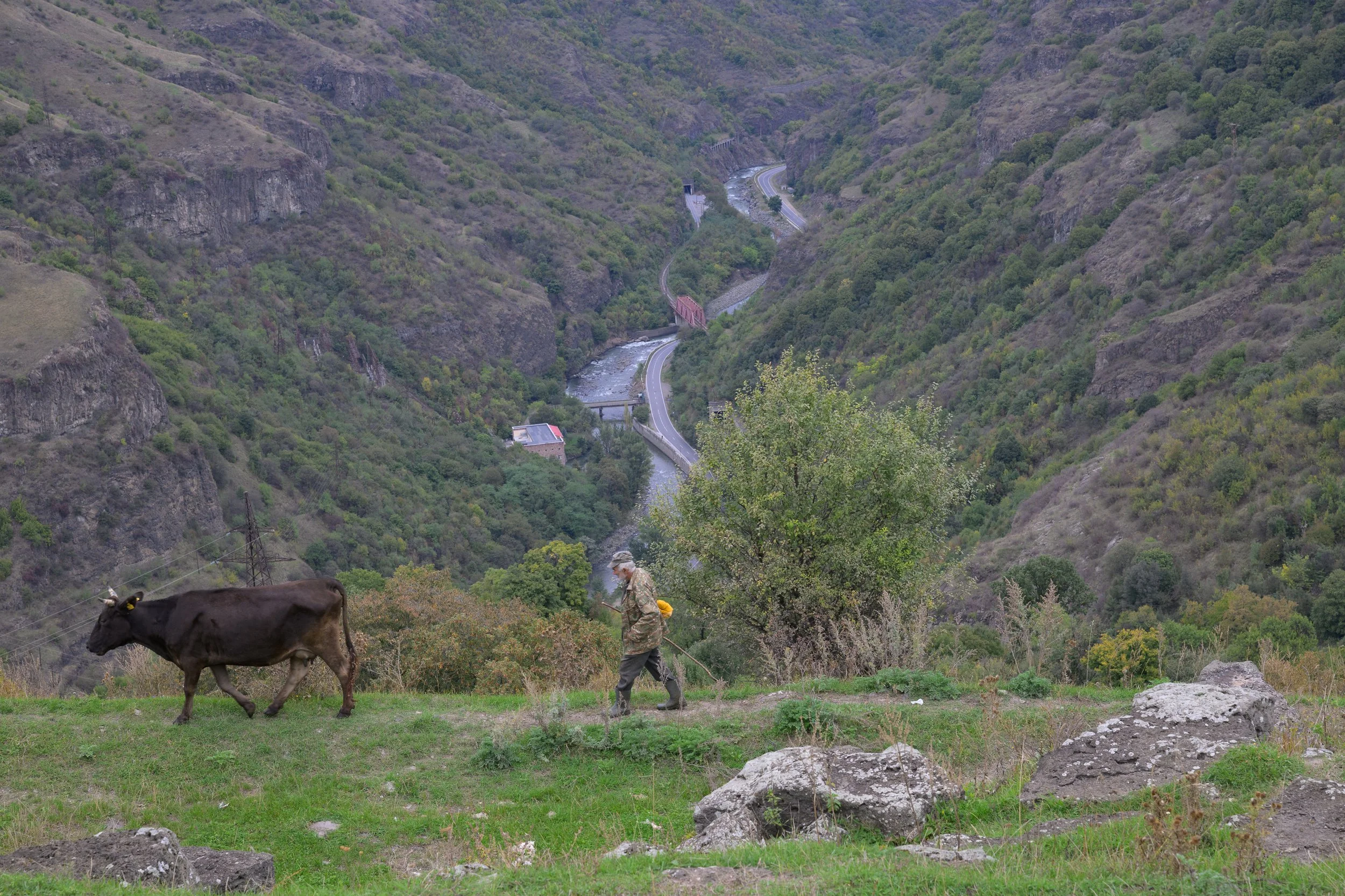 A man walking with a walking stick in a grassy area with a cow nearby on a hillside, overlooking a valley with winding roads and a river, surrounded by green hills.