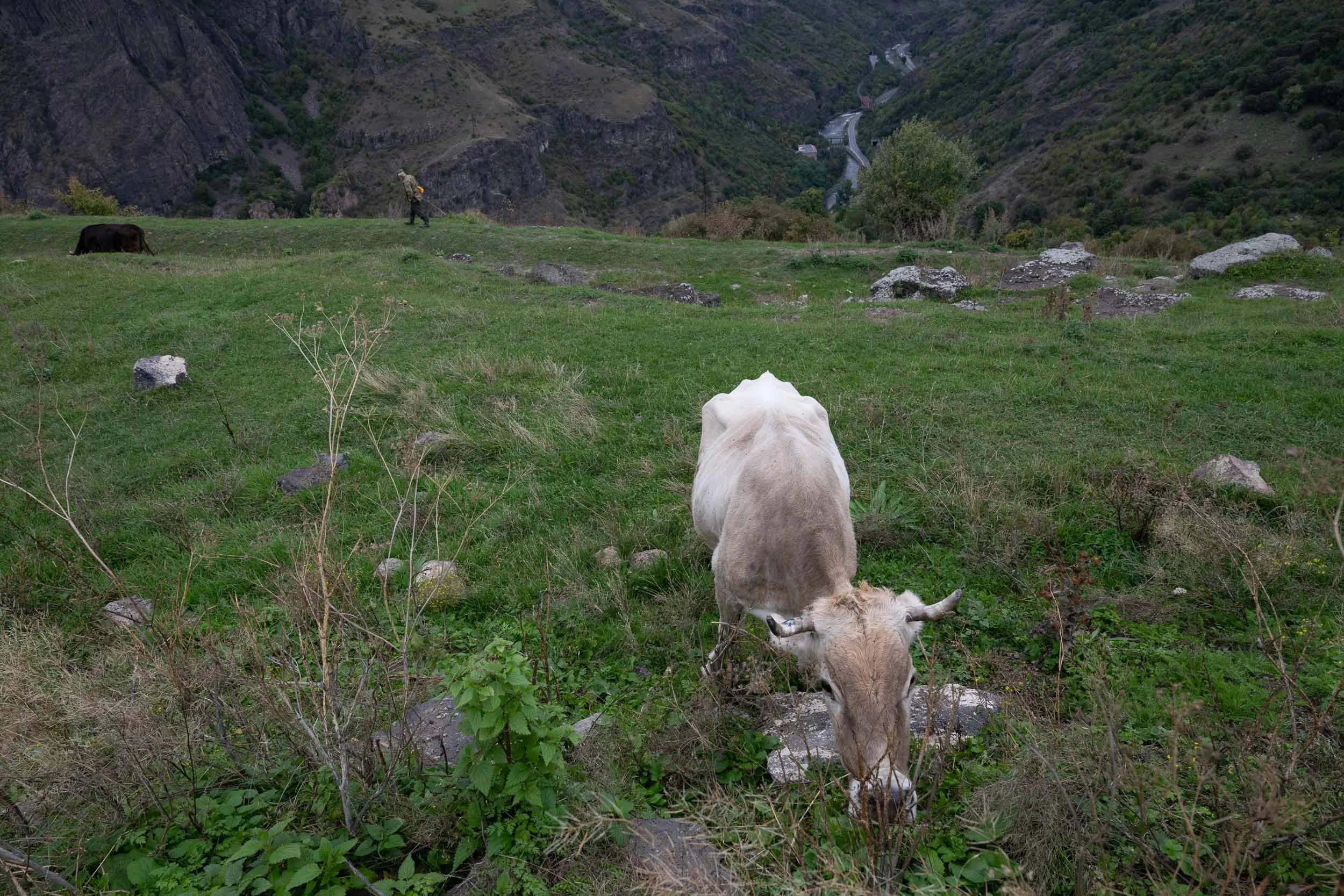 A cow feeding in a green field with a person walking in the background near a rocky hillside and mountains.