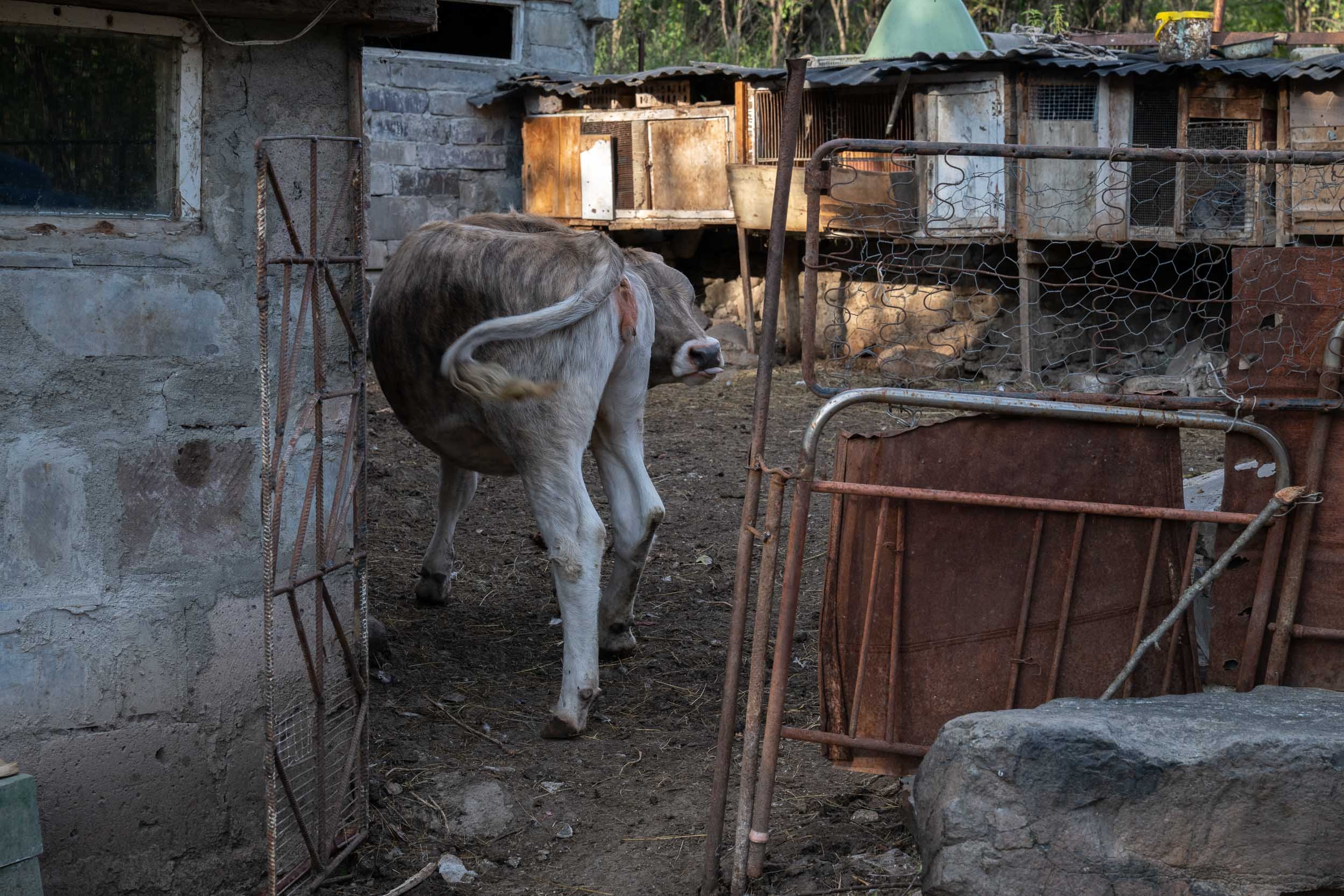 A cow standing in a rustic outdoor enclosure with makeshift wooden and metal structures and a rocky ground.