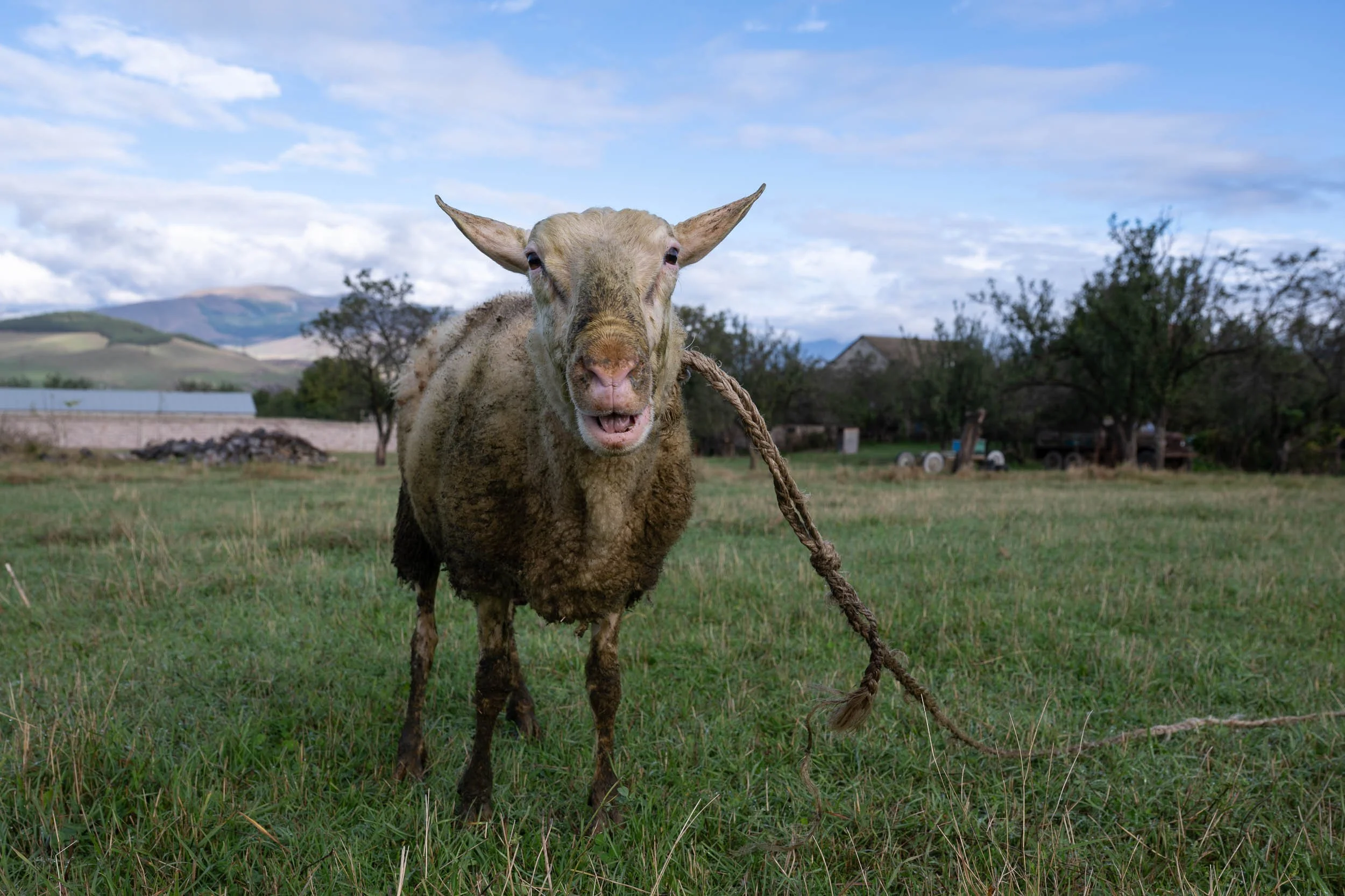 A cow standing in a grassy field on a farm with trees, a house, and mountains in the background, under a partly cloudy sky.