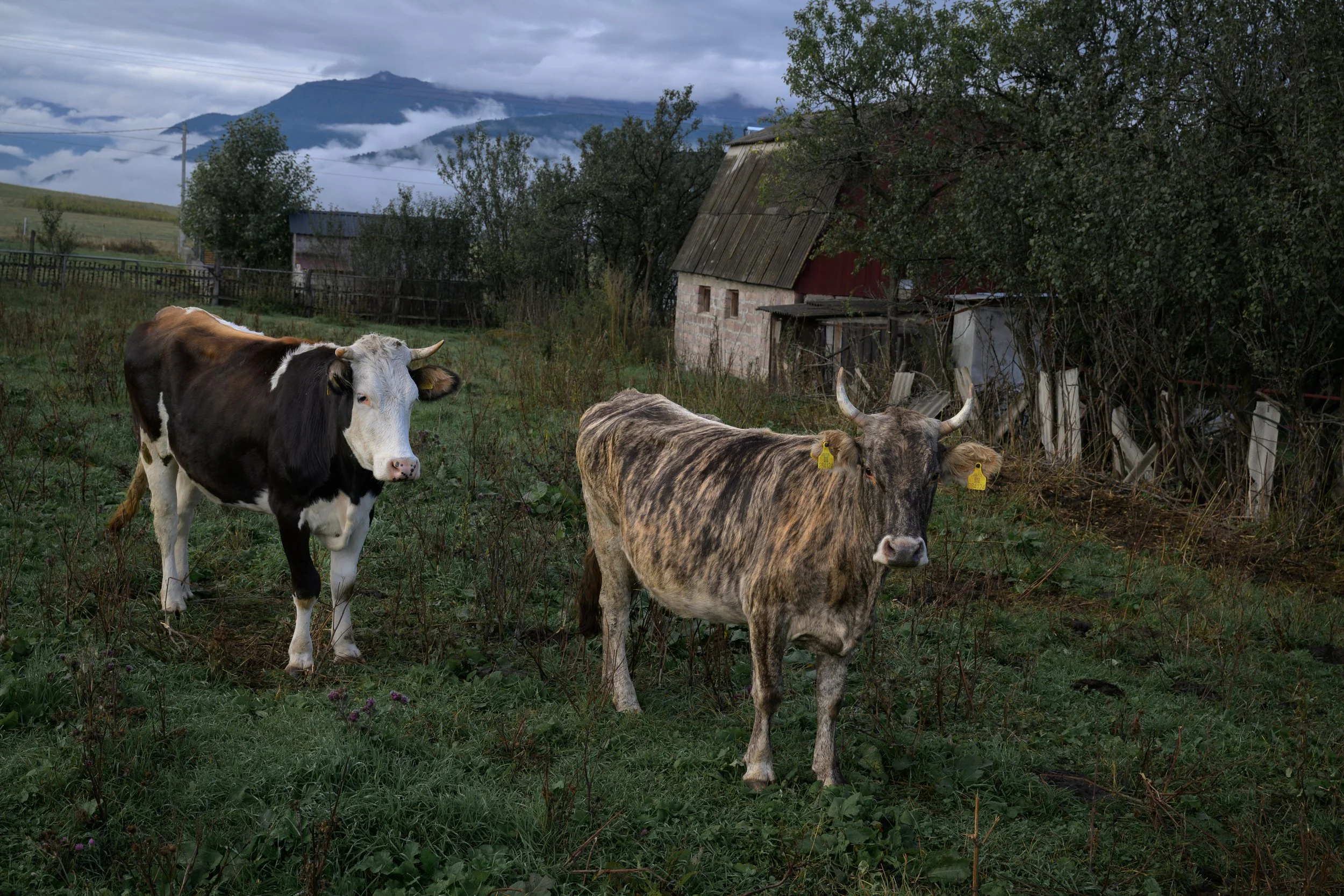 Two cows standing on a grassy farm field with a house, trees, and mountains in the background.