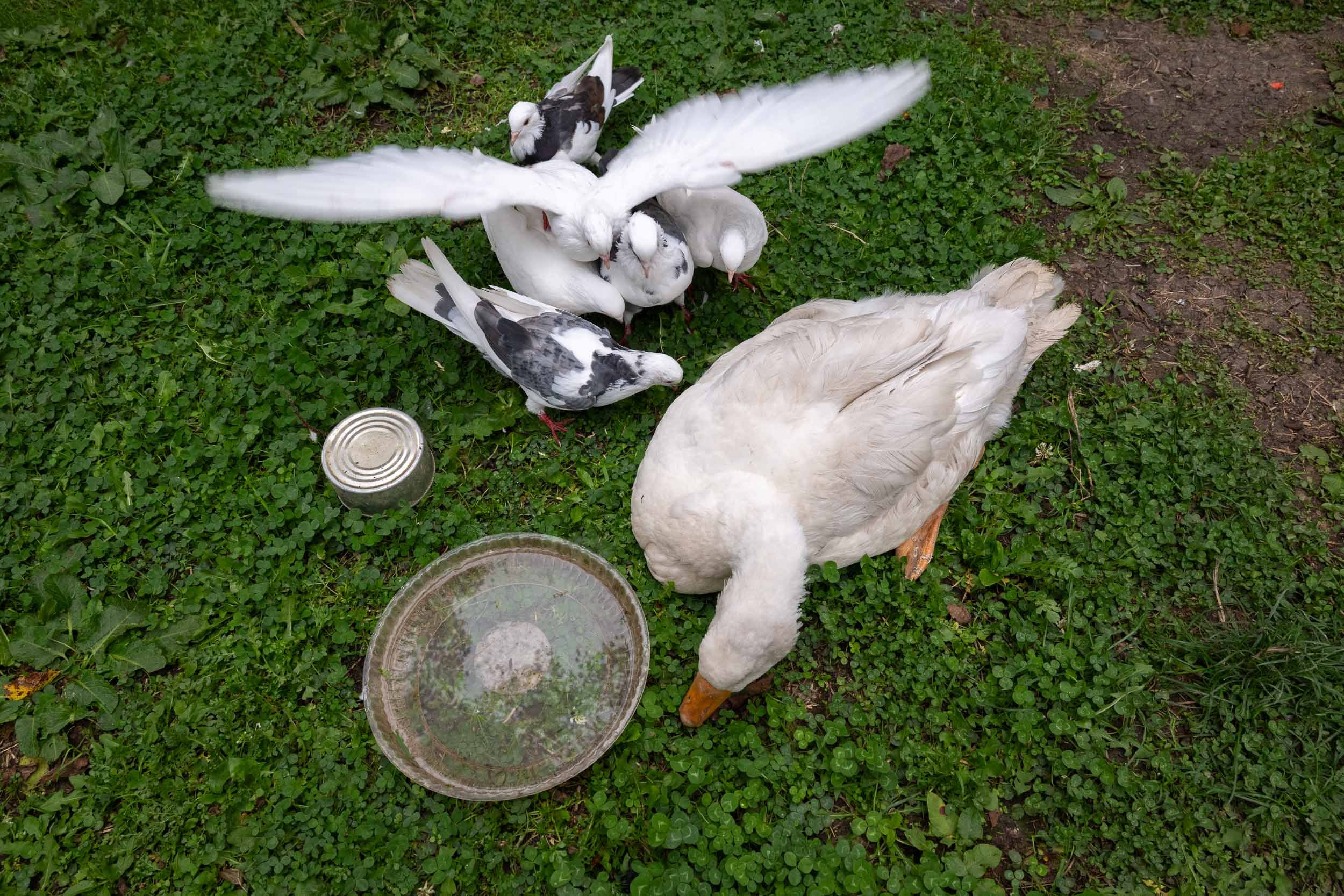 A group of white pigeons and a white dove gathered on green grass around a food dish, with one pigeon in mid-flight.