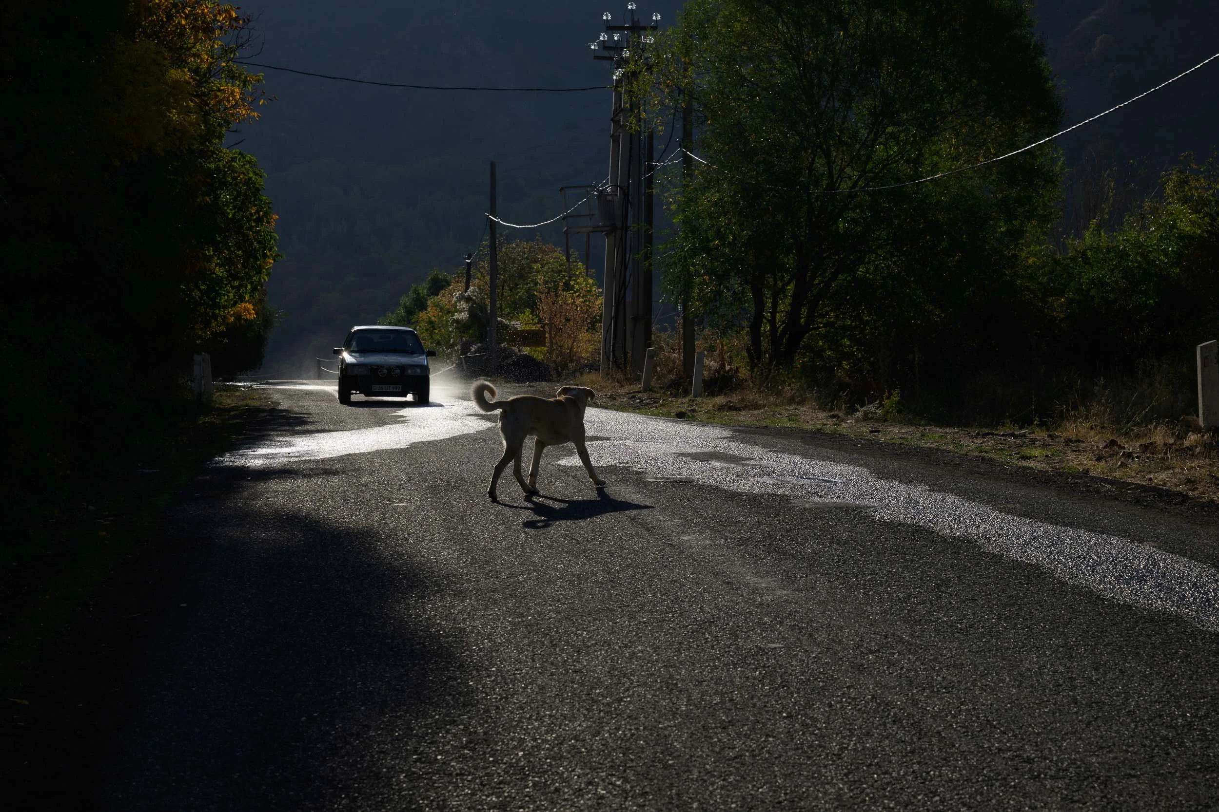 A car driving on a wet, rural road with a dog crossing in front of it, surrounded by trees and power lines, under a dark sky.