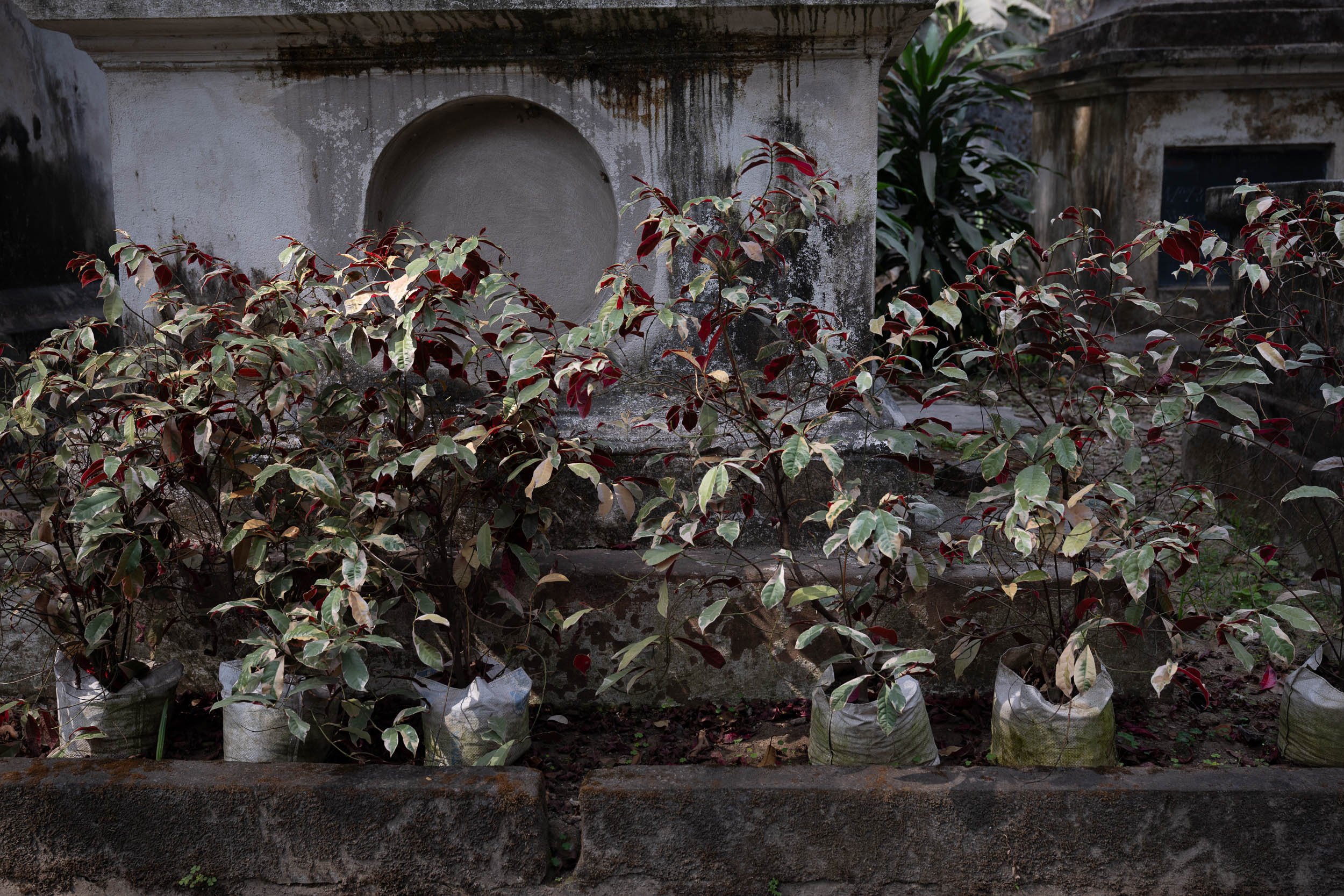 India_Kolkata_Color_0670.jpg