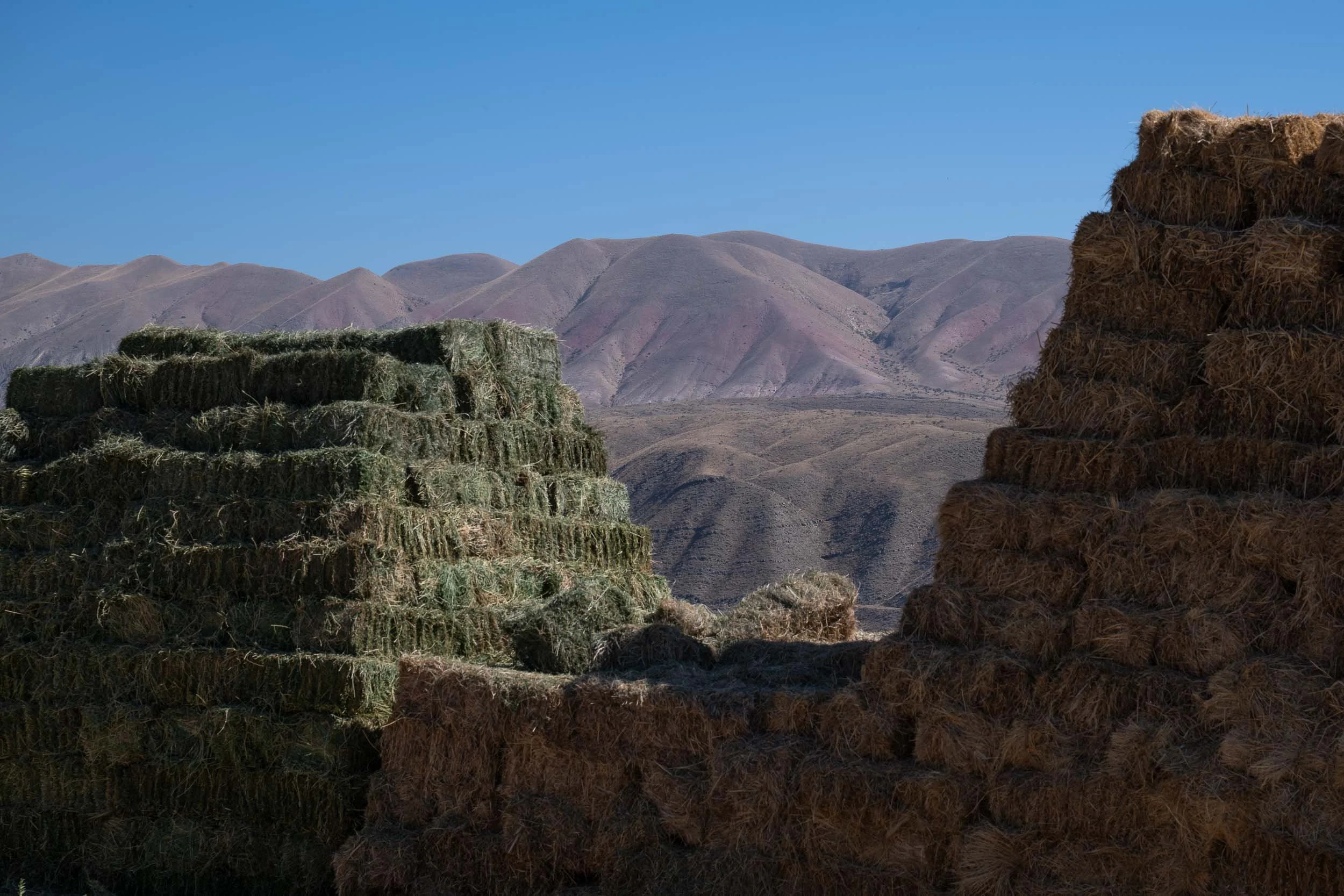 Stacks of hay bales in an open field with mountains in the background and a clear blue sky.