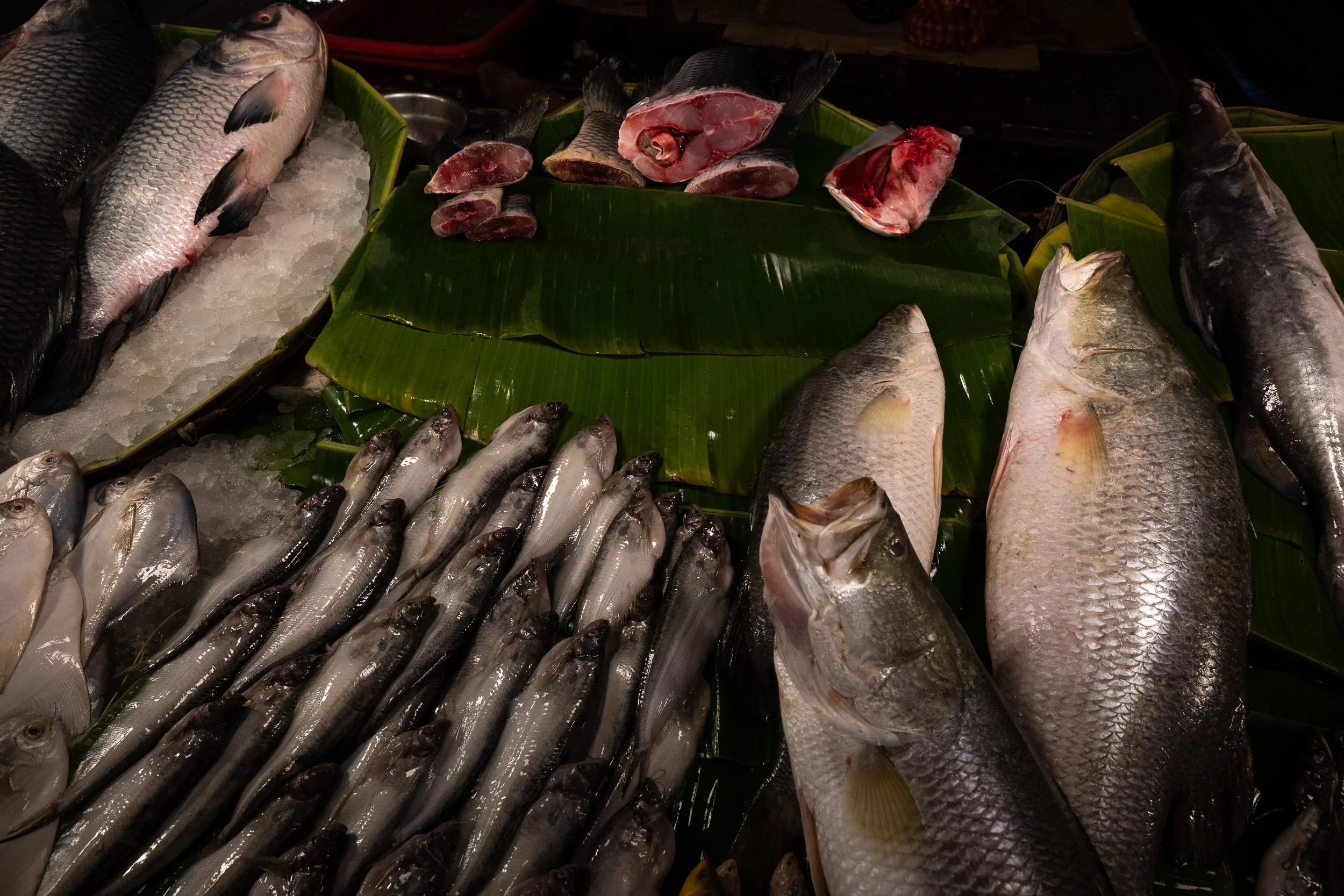 India_Kolkata_Color_0359.jpg