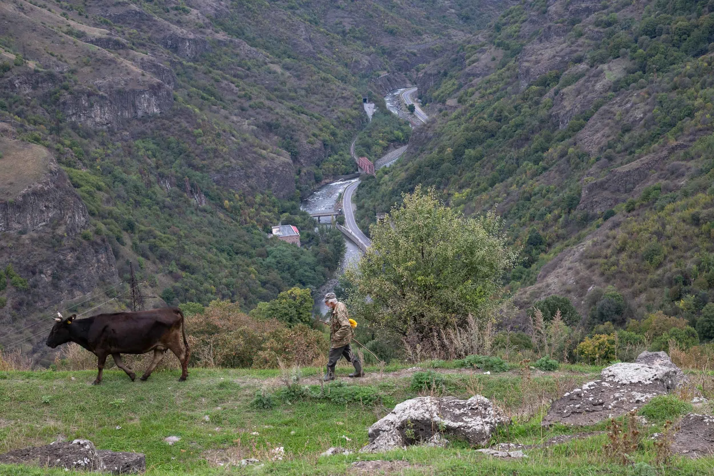 A person walking a cow on a grassy hillside with mountainous terrain and a river in the background.
