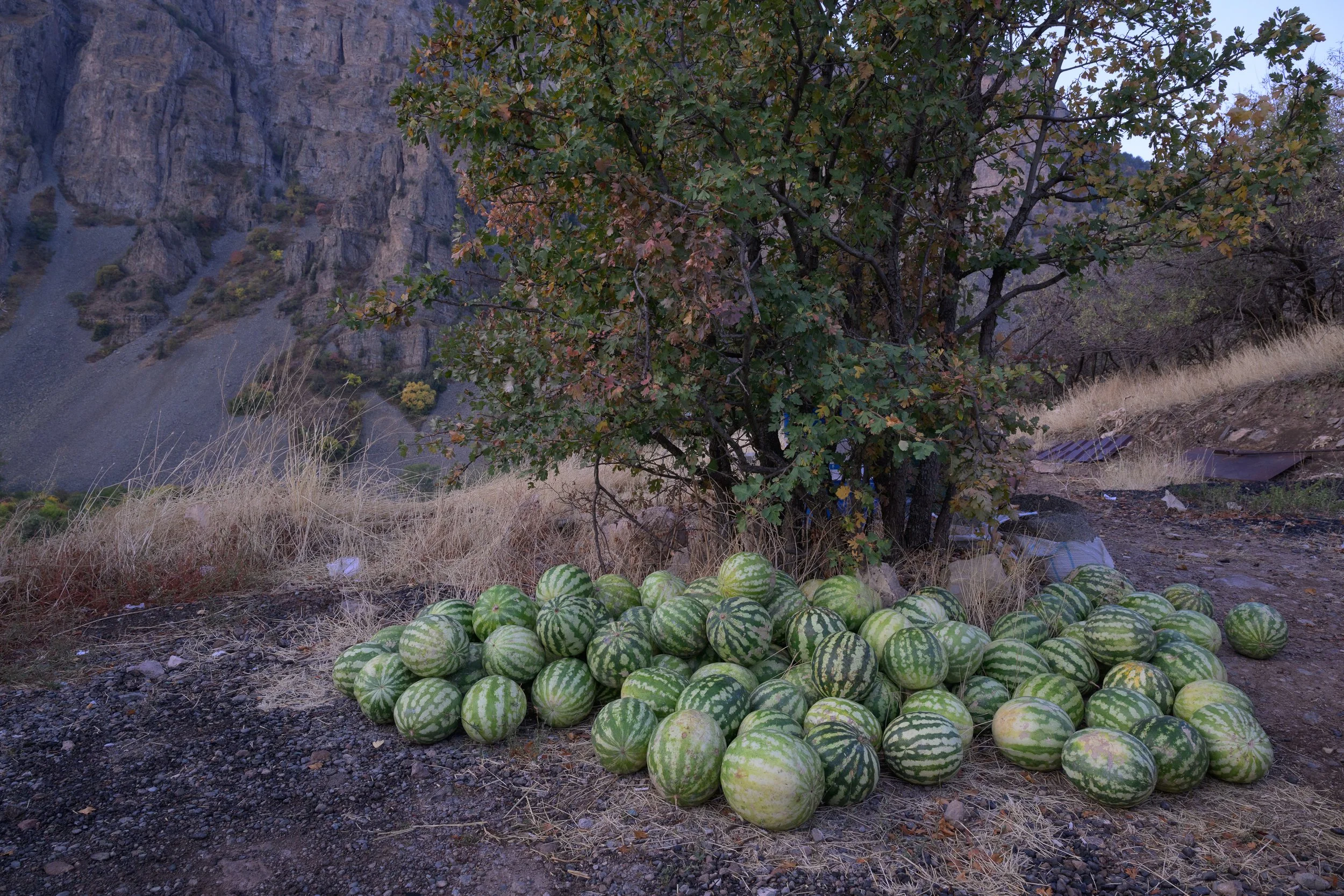 A pile of watermelons on dry ground next to a leafy tree, with rocky hills in the background.