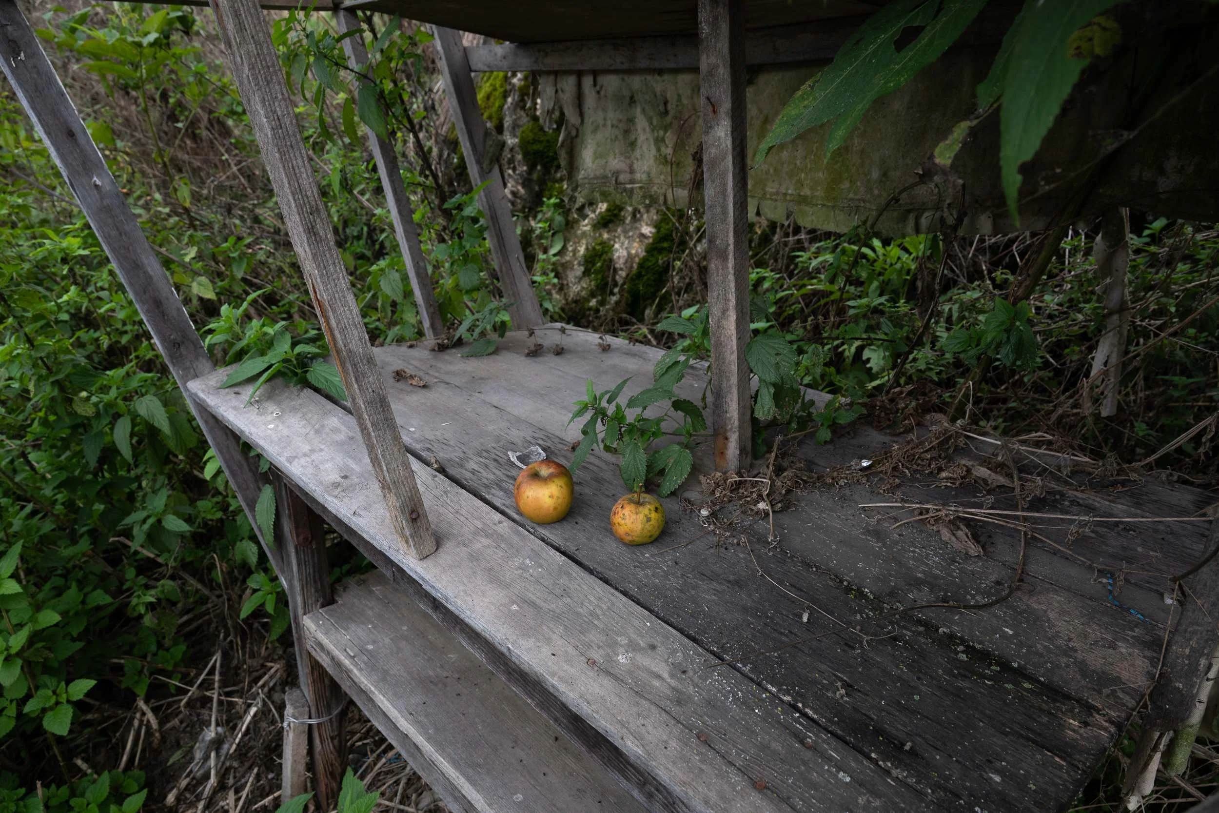 Three apples resting on a weathered, wooden outdoor bench, with overgrown foliage and a mossy rock in the background.