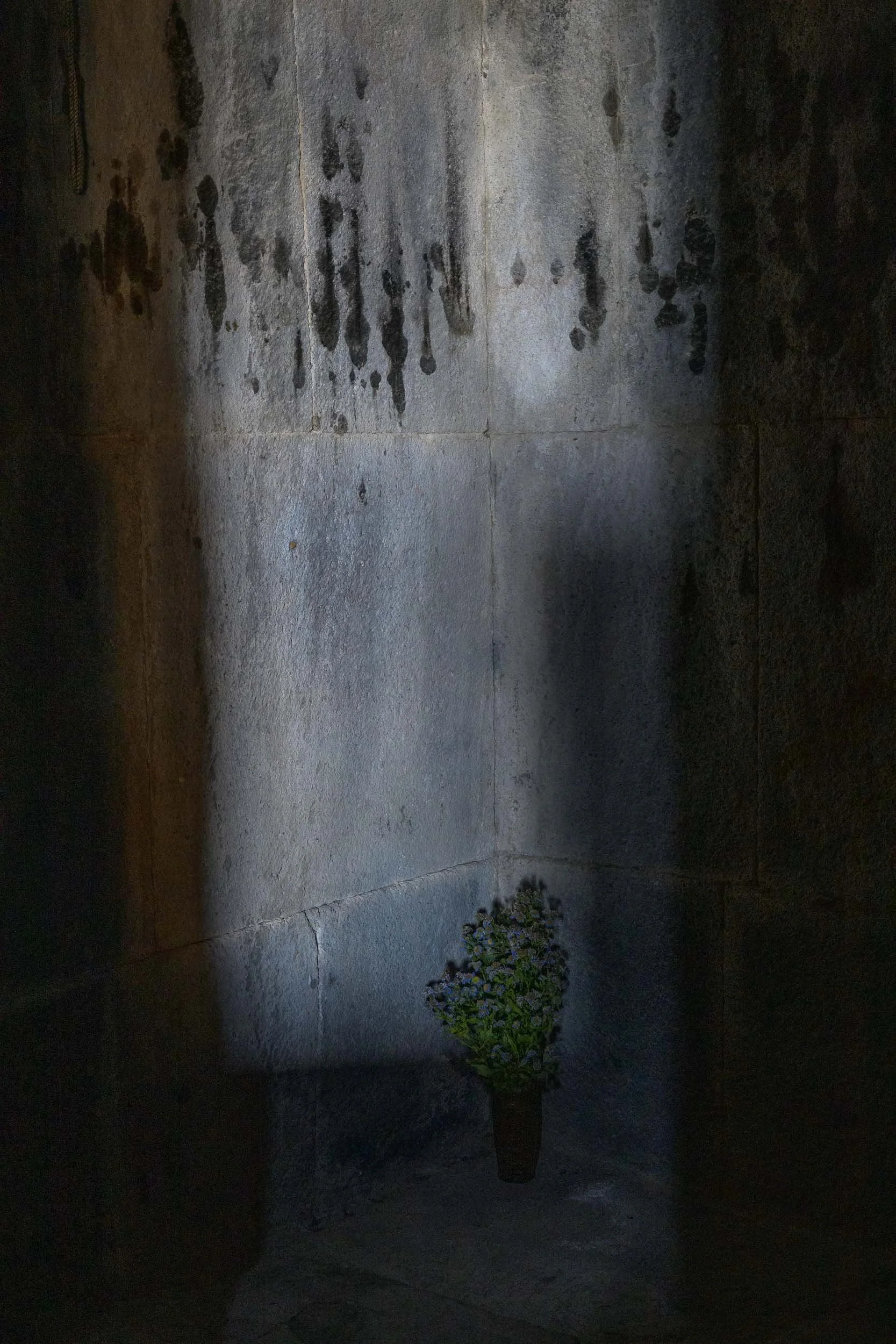 Small green potted plant illuminated by a shaft of light inside a dark ancient stone chamber.