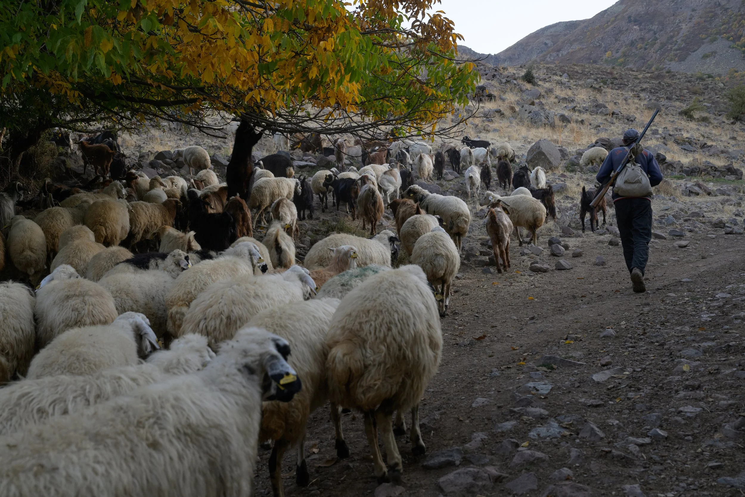 A person leading a flock of sheep through a rocky, hilly landscape under a tree with green and yellow leaves.