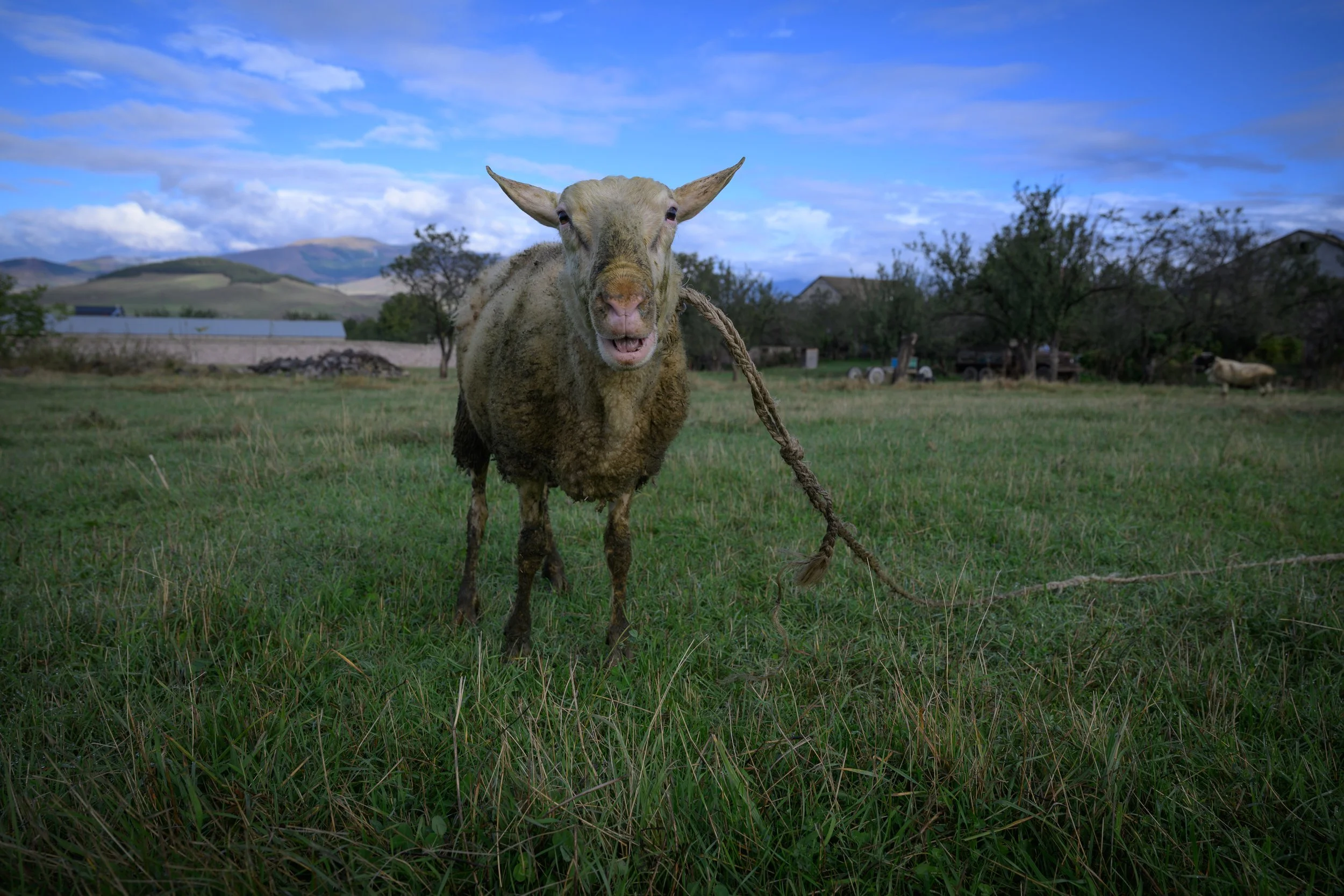 A sheep with a rope around its neck standing in a grassy field with trees and mountains in the background.