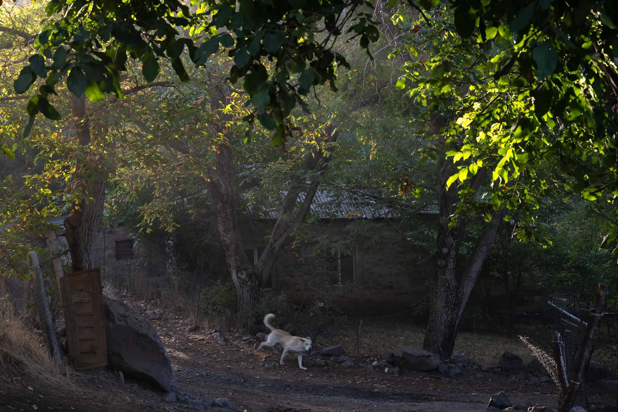 A backyard scene with large green trees, a fence on the left, and a dog walking on a dirt path in the yard.