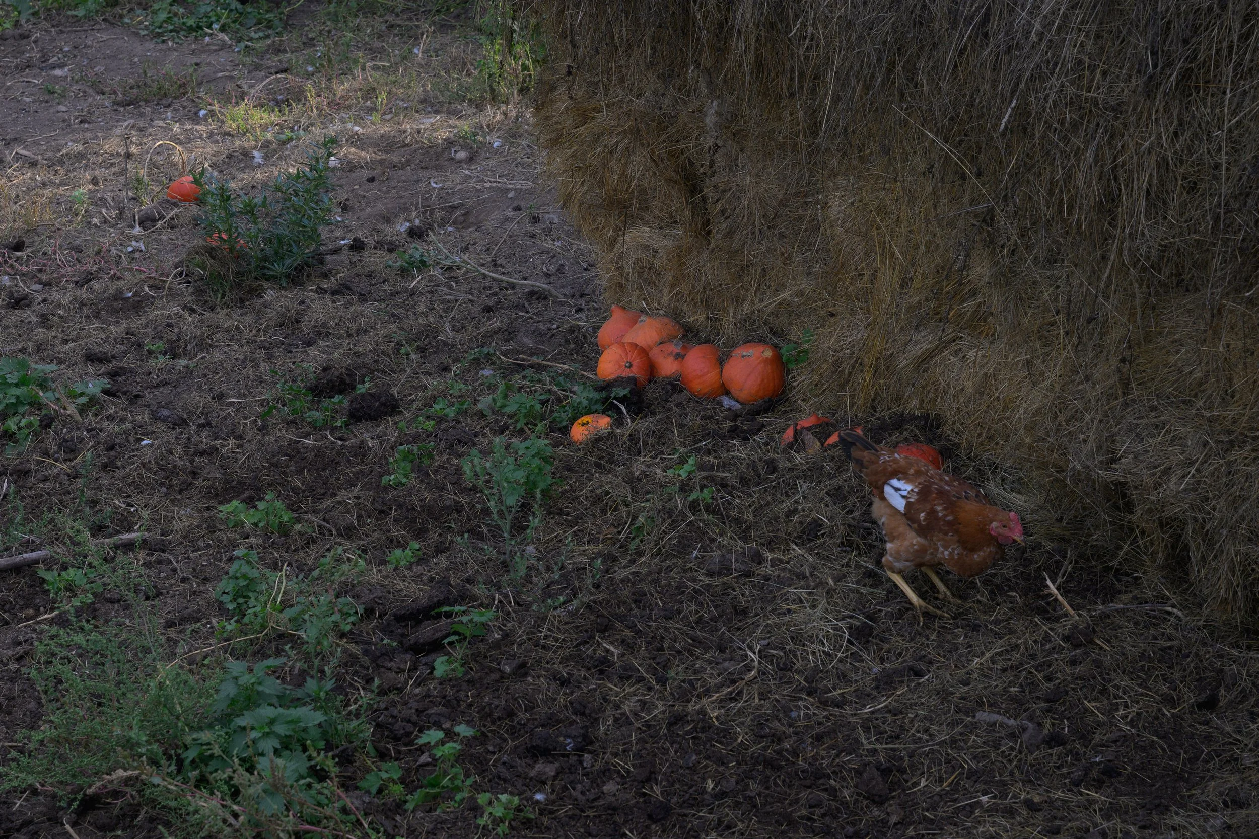 A chicken pecking at the ground next to a pile of pumpkins near a large hay bale in an outdoor setting.