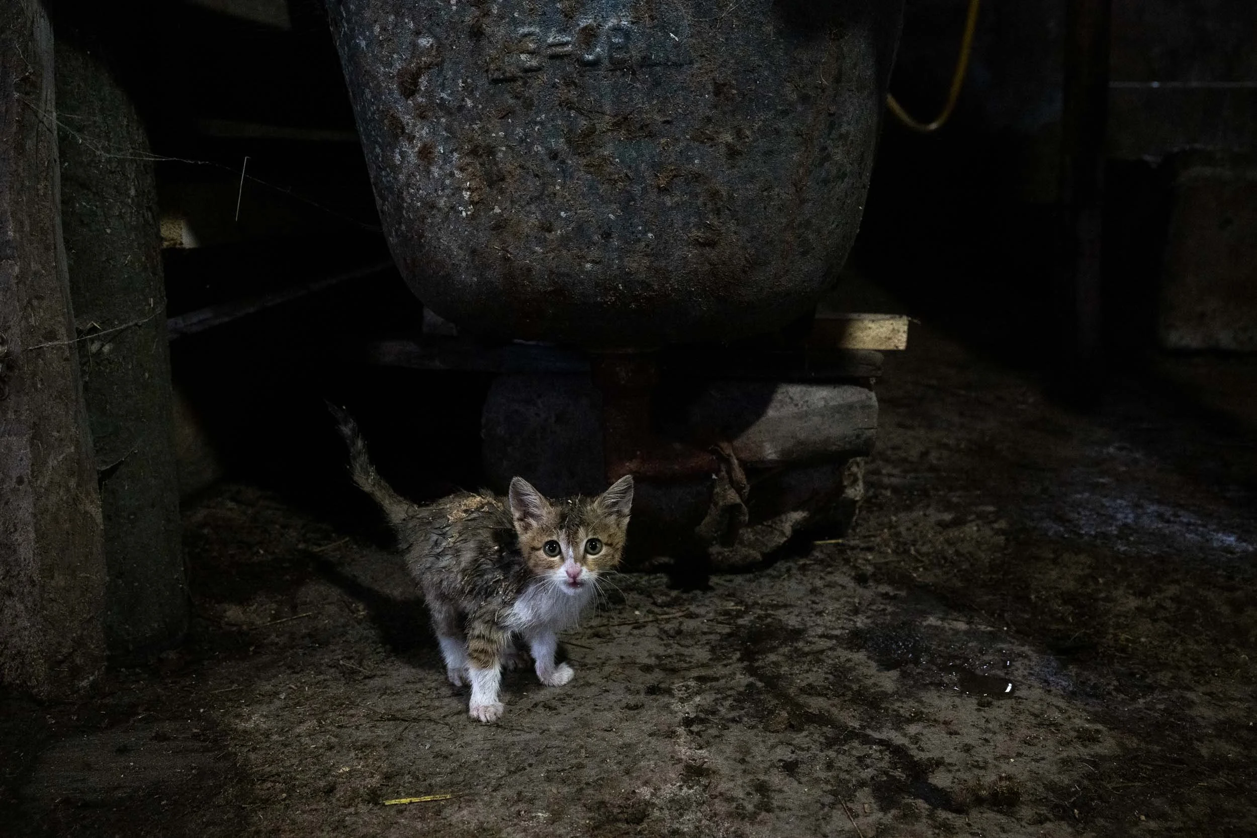 A young tabby kitten with white paws and chest standing on dirt ground, looking directly at the camera, with a large rusty metal container in the background in a dimly lit outdoor setting.