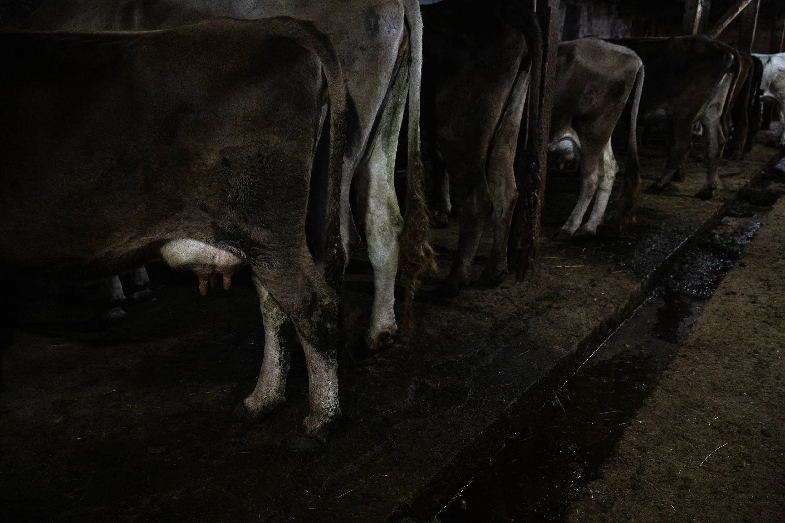 A row of cows standing inside a barn on a farm, with their backs and sides visible.