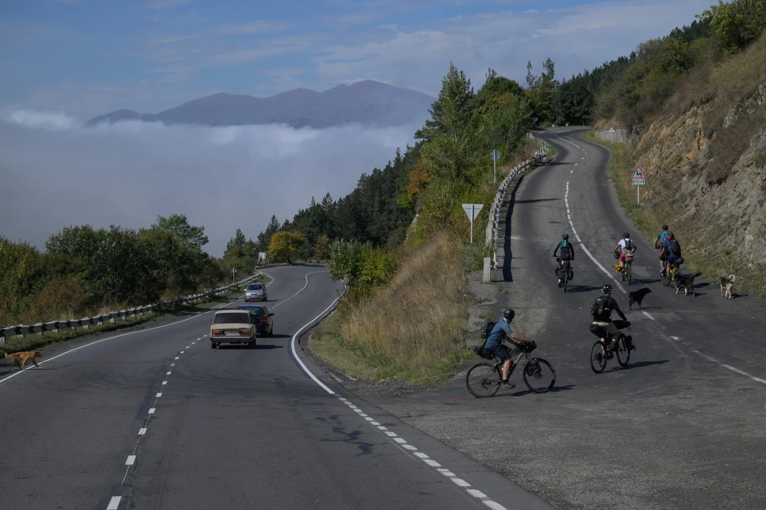 A winding mountain road with cars on the left side and cyclists with dogs on the right side, surrounded by trees and fog in the background.