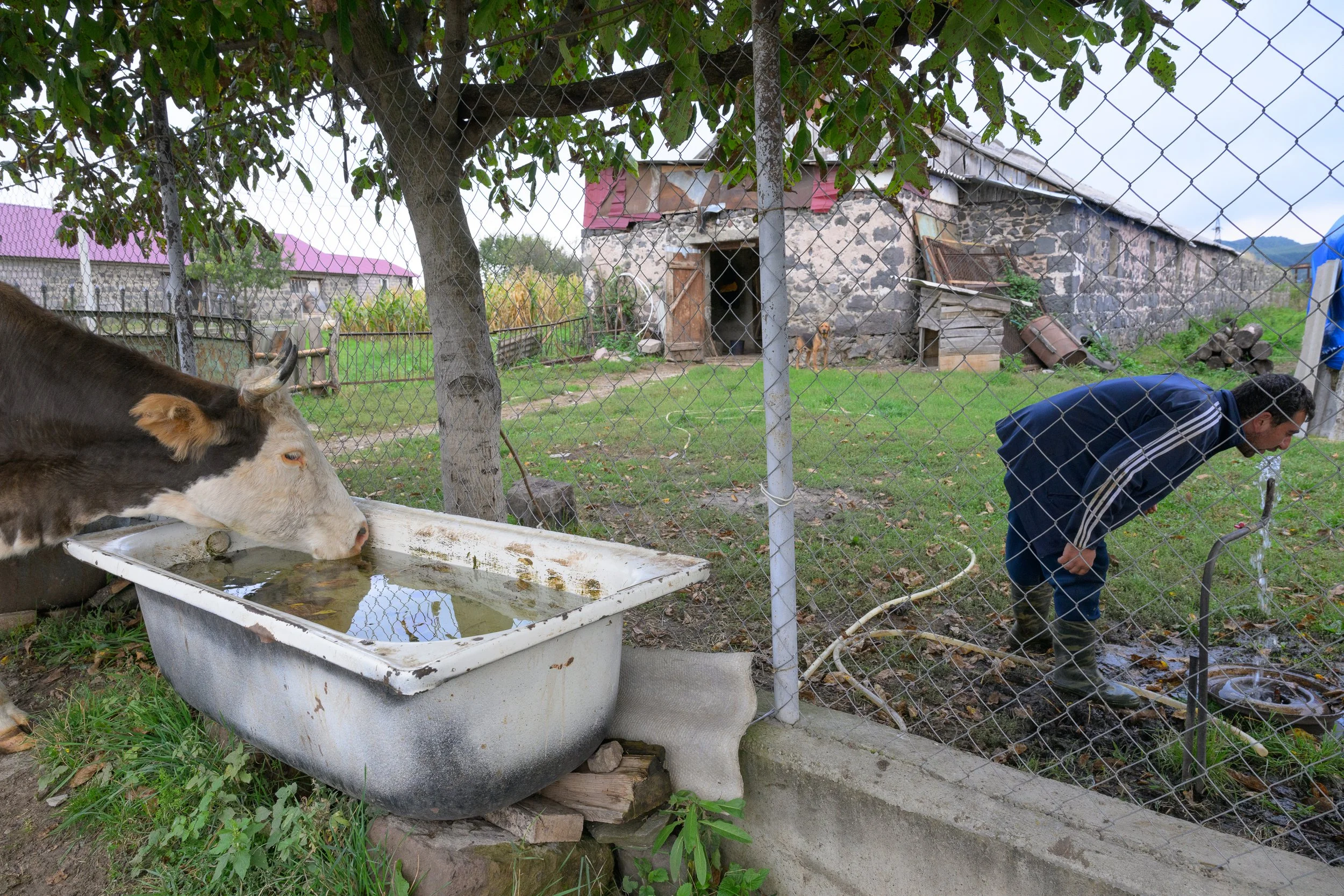 A man in rubber boots is filling a shallow basin with water from a faucet behind a chain-link fence on a farm, where a goat is drinking water from a white, old bathtub.