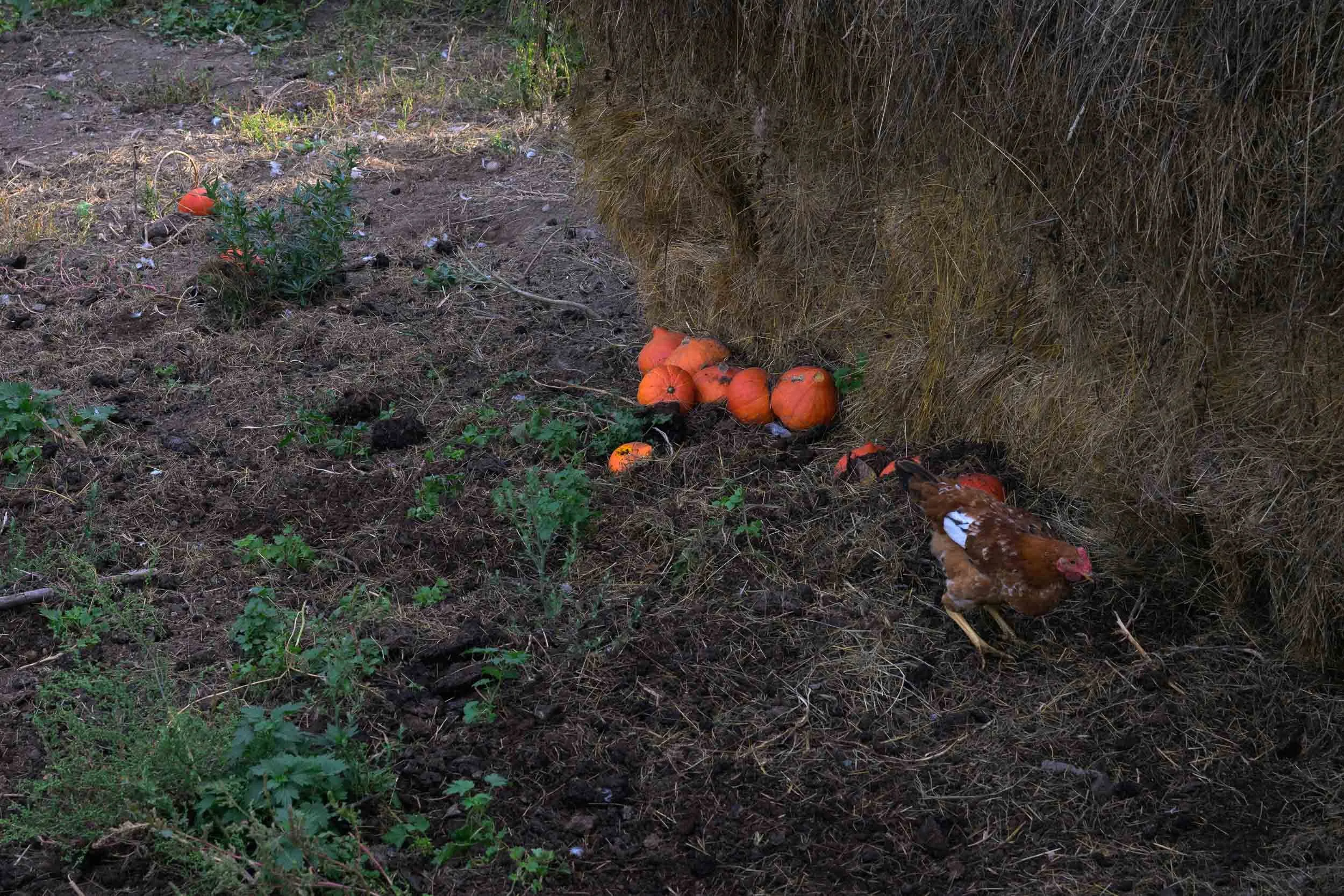A group of orange pumpkins on the ground next to a hay bale, with a chicken nearby and some small green plants, in an outdoor rural setting.