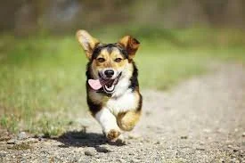 running dog.jpeg