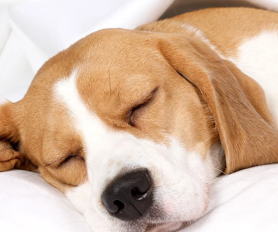 sleeping dog.jpg