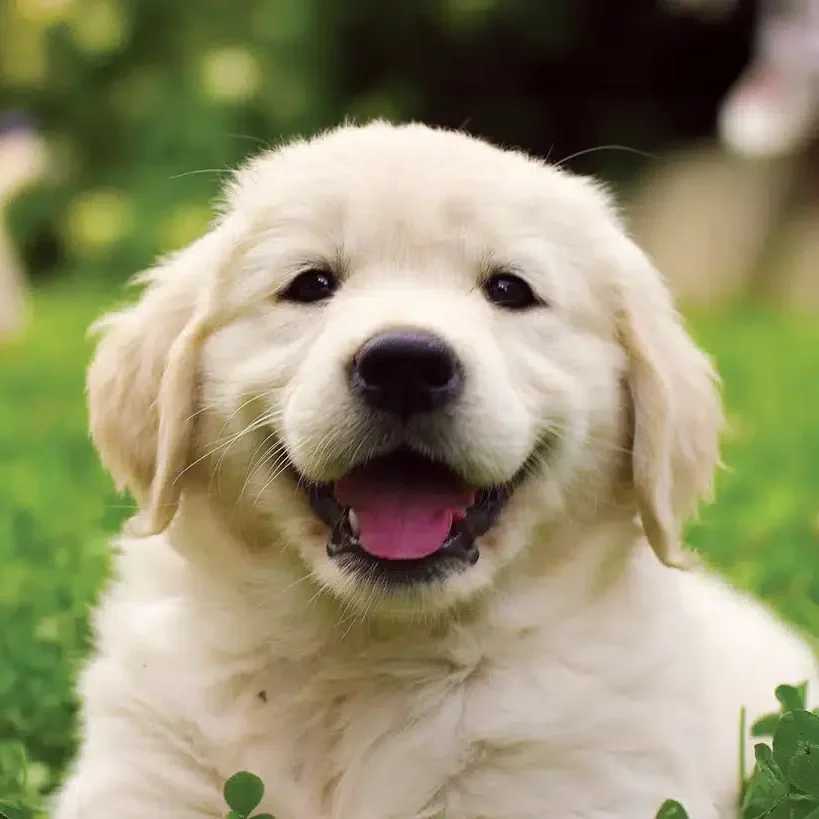 happy+dog.webp