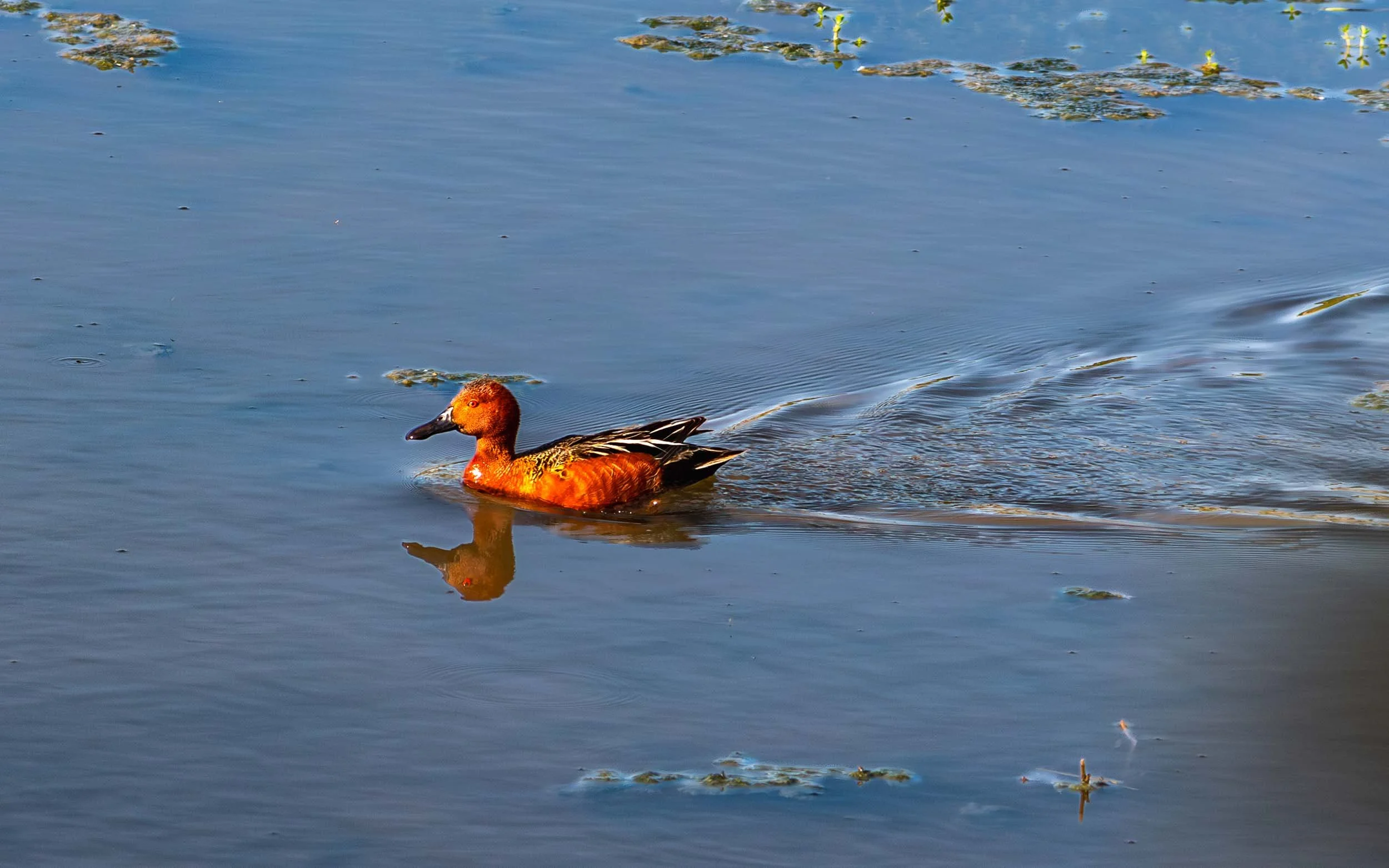 May 11, 2025: Cinnamon Teal in San Joaquin Wildlife Reserve in Irvine, California.
