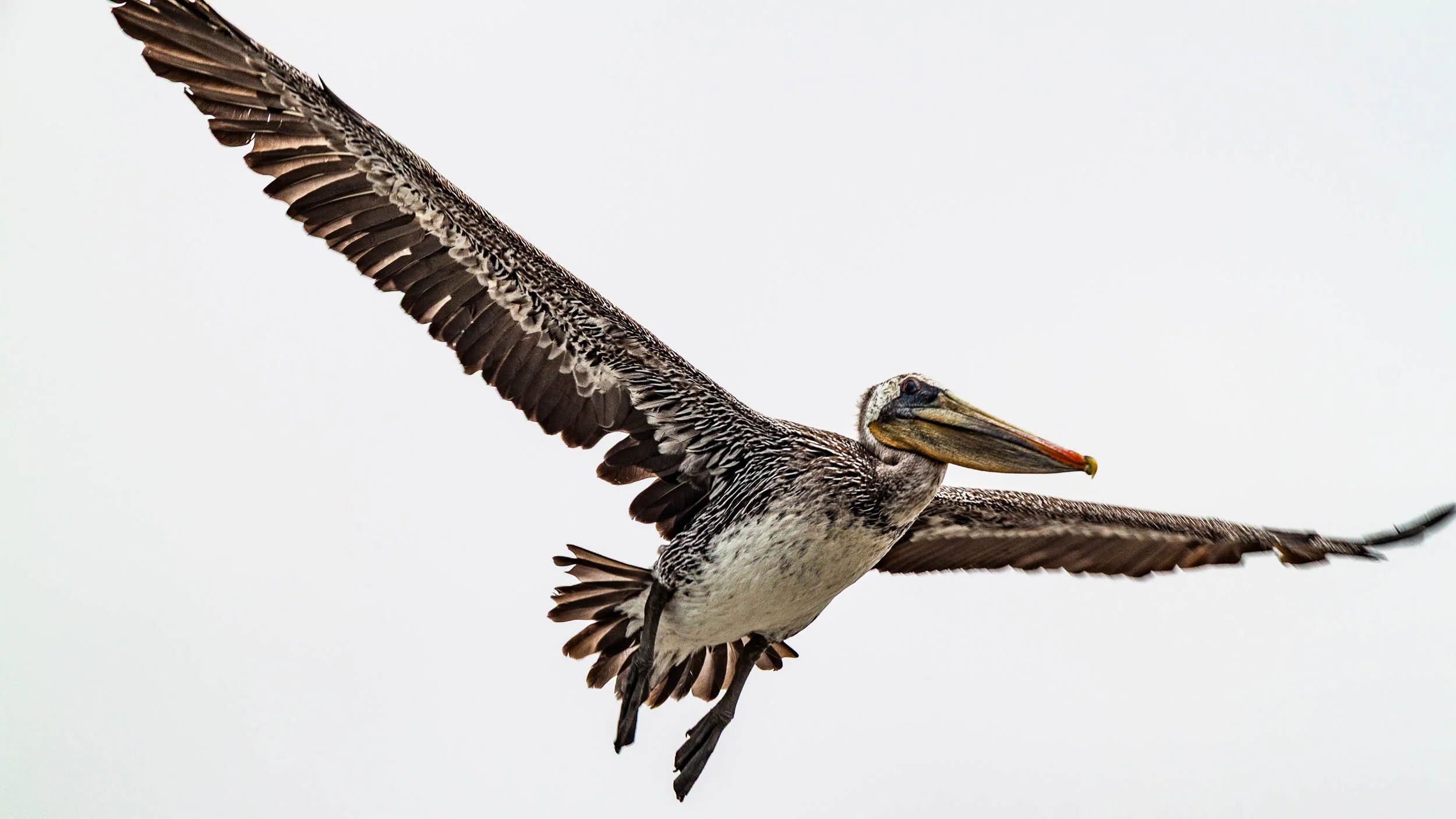 201009201214-IMG_2919-Huntington Beach-Pelican flies away.jpg
