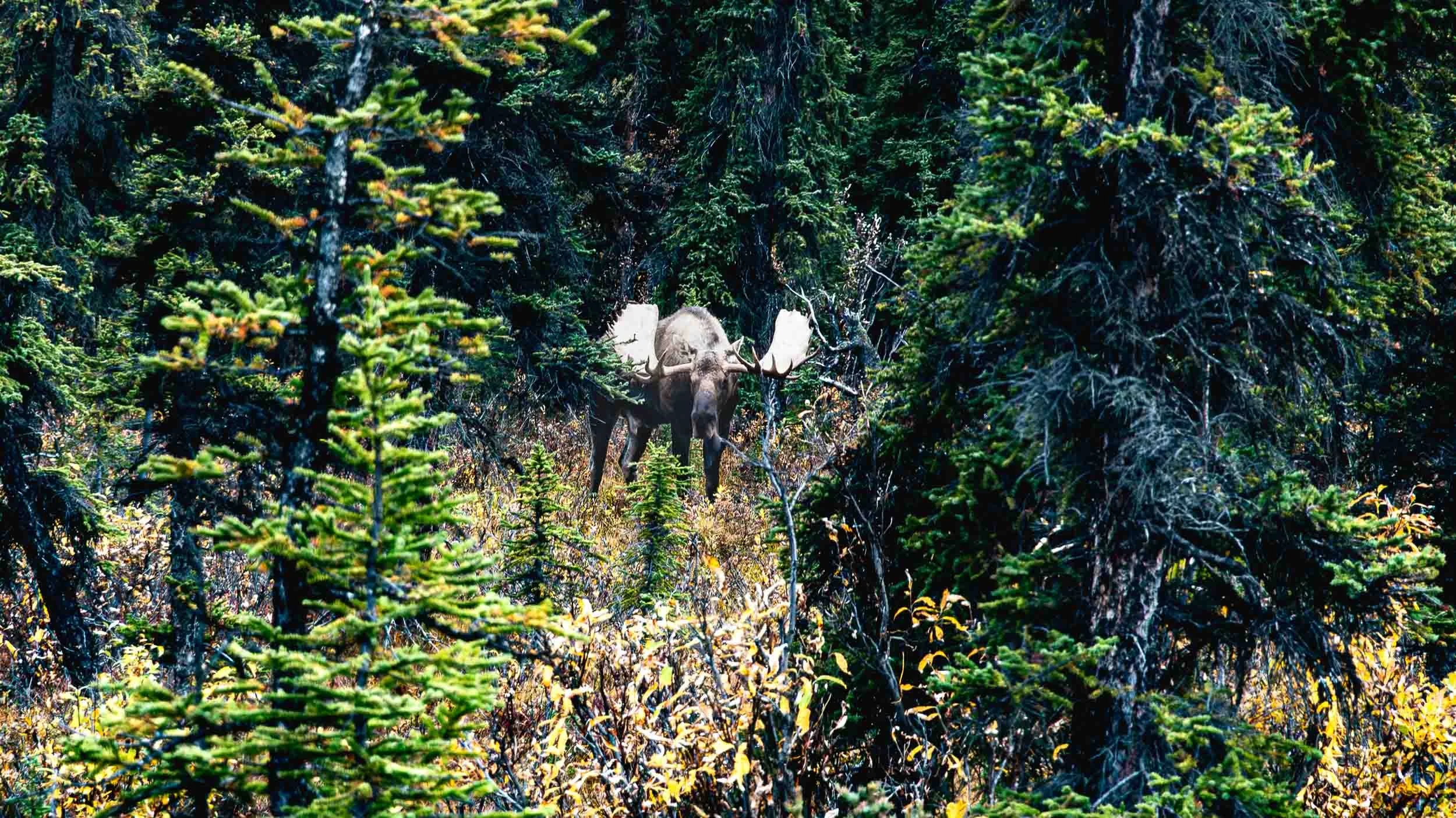A male moose (bull) nearby.