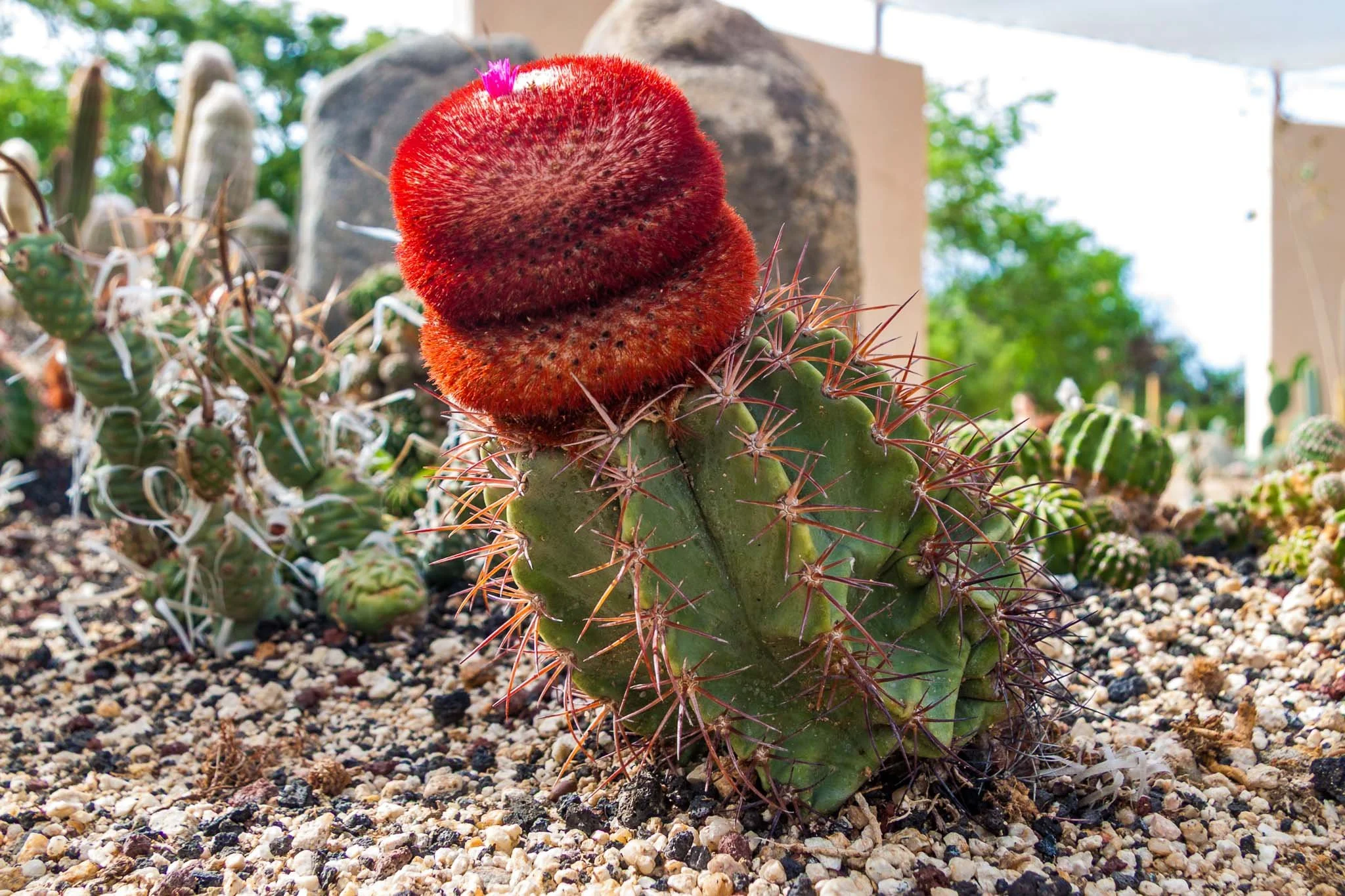 20110823-IMG_5525-Cabo San Lucas-Cacti Mundo Botanical.jpg