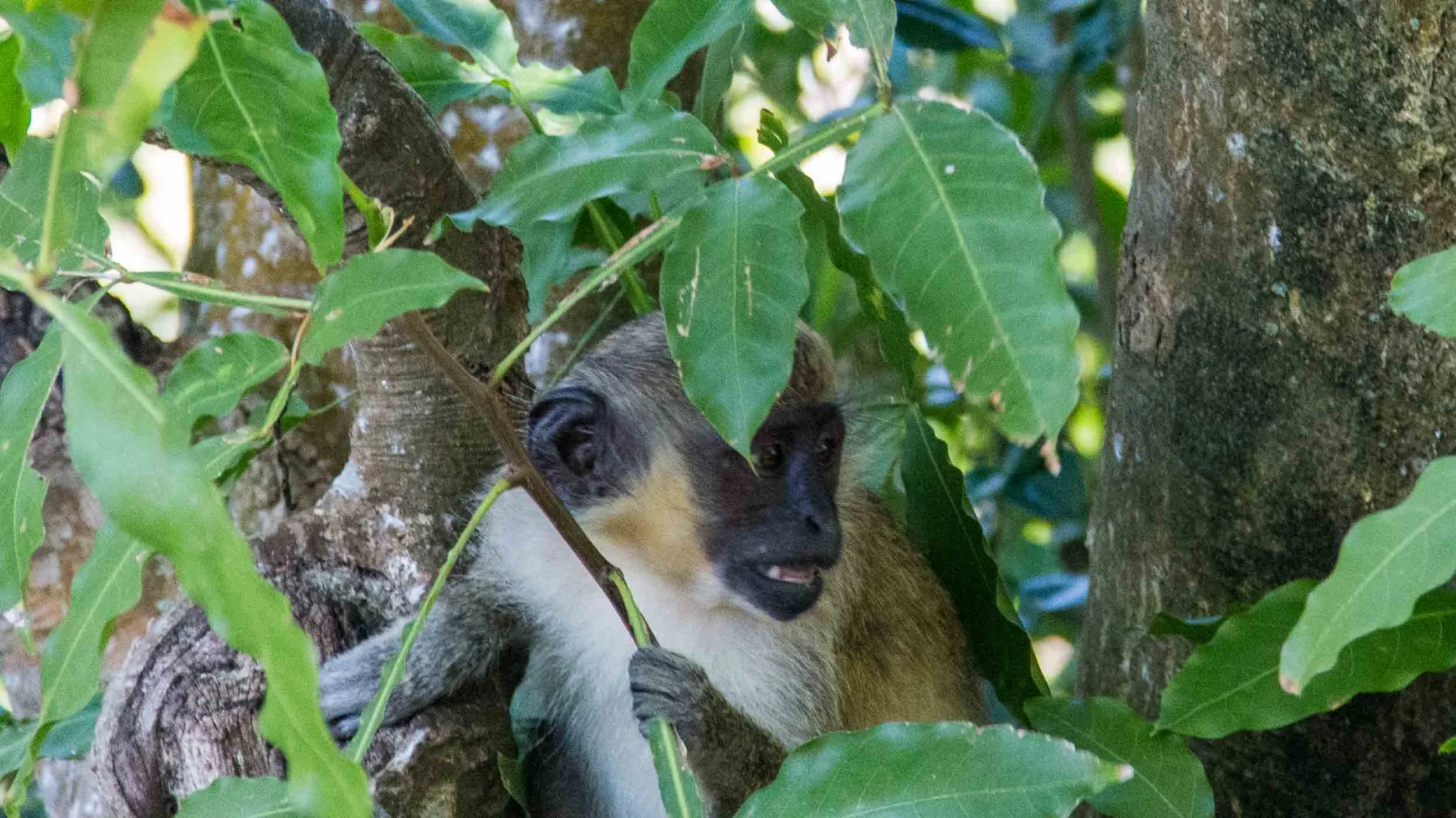 Curious and careful green monkey. May 5, 2017.