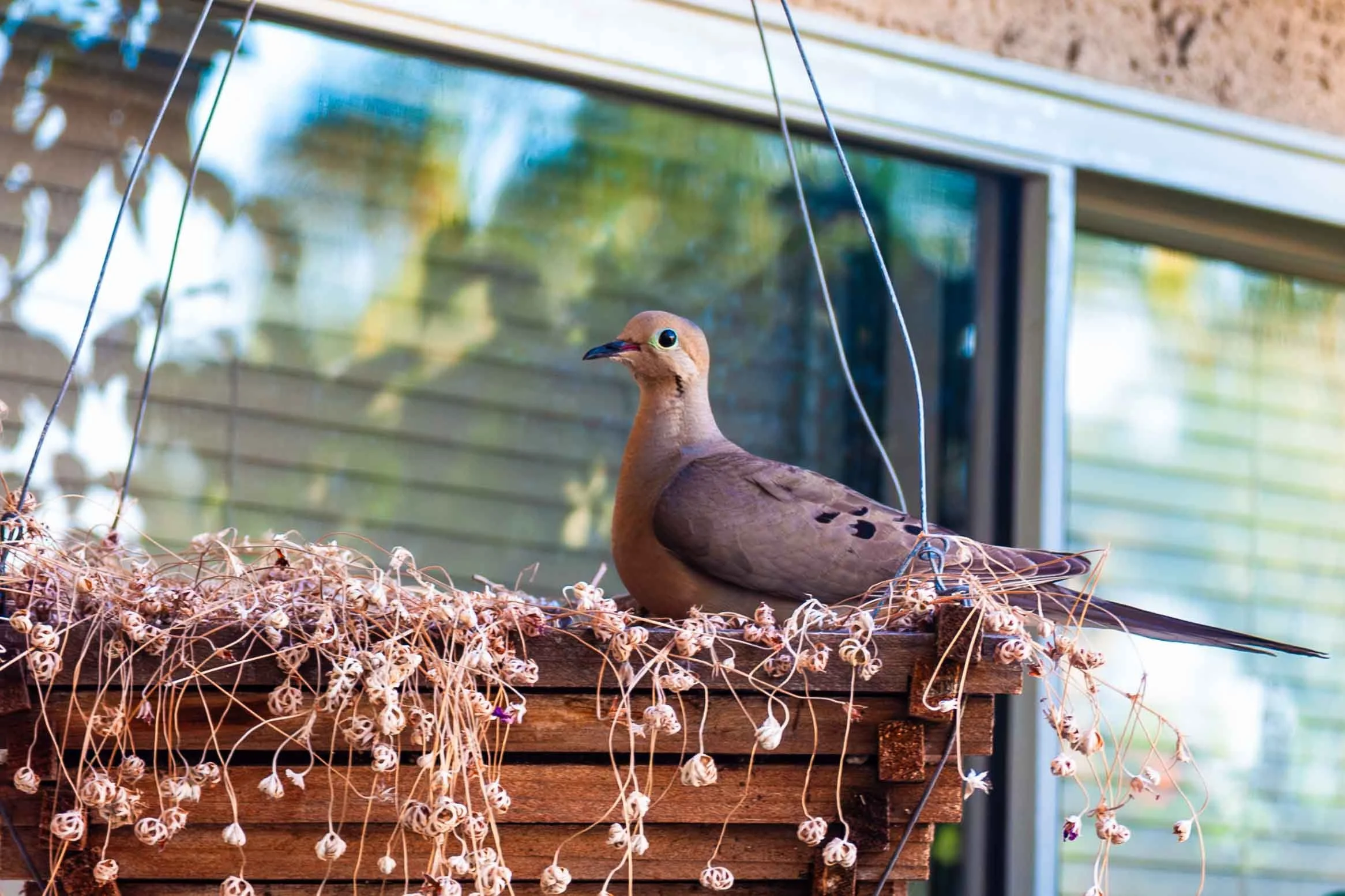 July 4, 2006: Mourning Dove building its nest at a friend's home. Santa Ana, California.